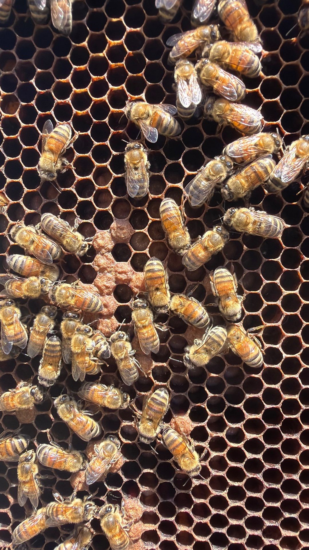 Platform Precious Population by Rockwall Honey Bee Company