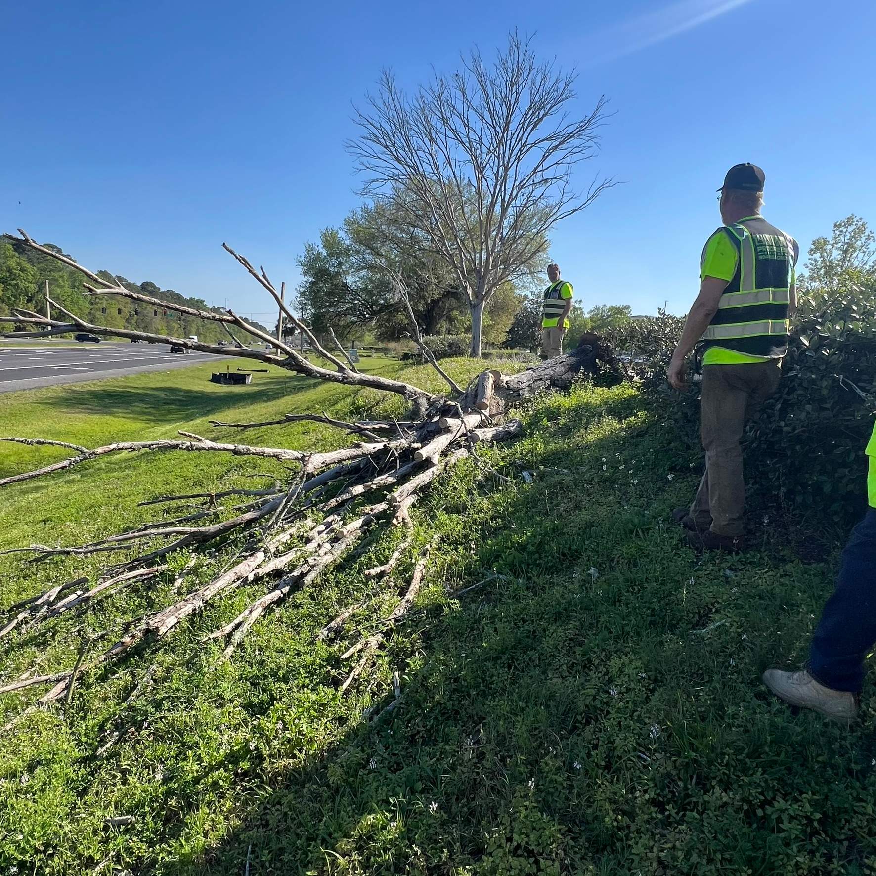 Tree Work | The Avenues Mall by ProGreen Services