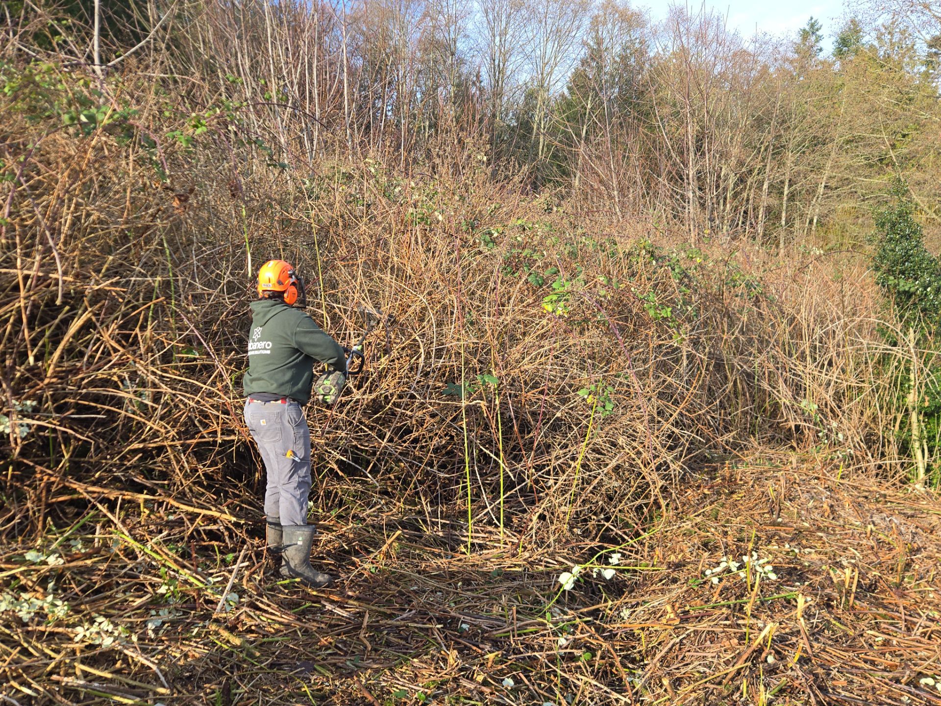 Island View - Ecological Restoration & Stewardship by Habanero Landscape Solutions