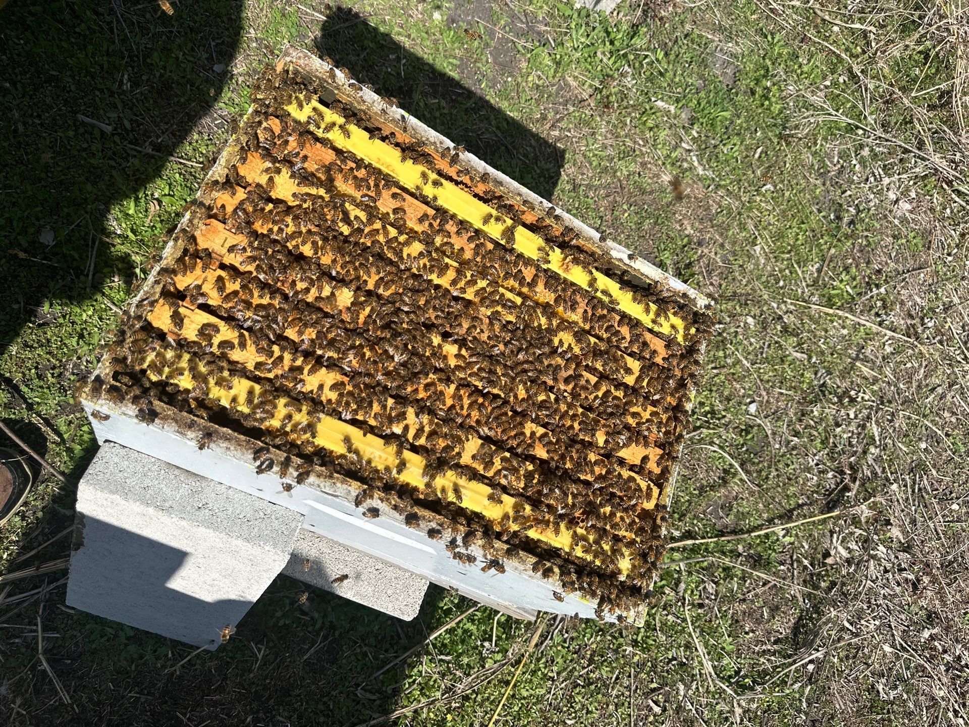 Ag. Exemption in Fate, TX by Rockwall Honey Bee Company