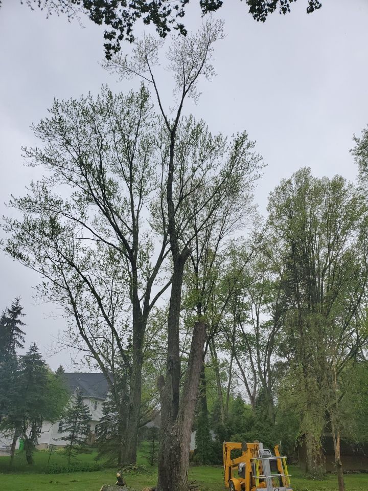 Tree Removal using Tree Removal by Mike Jones & Sons Tree Service LLC 