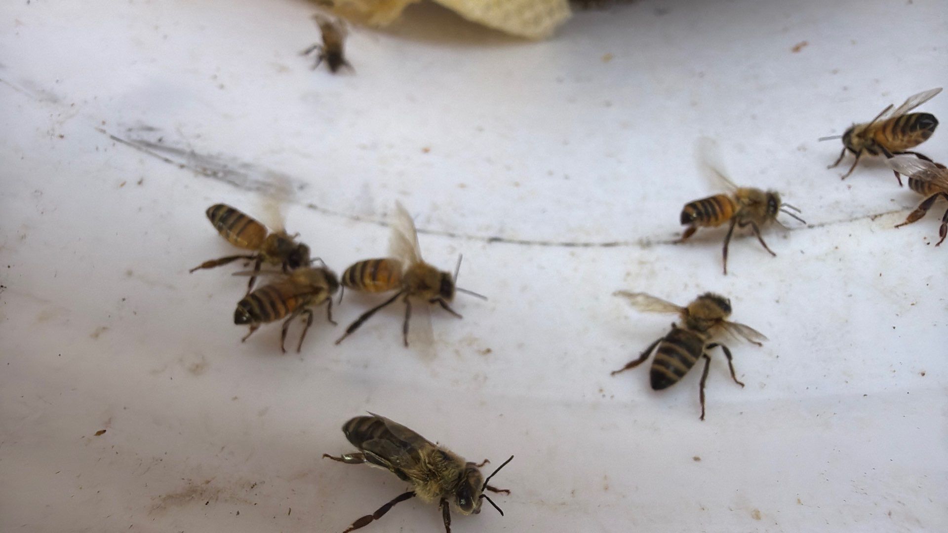 A Rocky Road Ahead by Rockwall Honey Bee Company