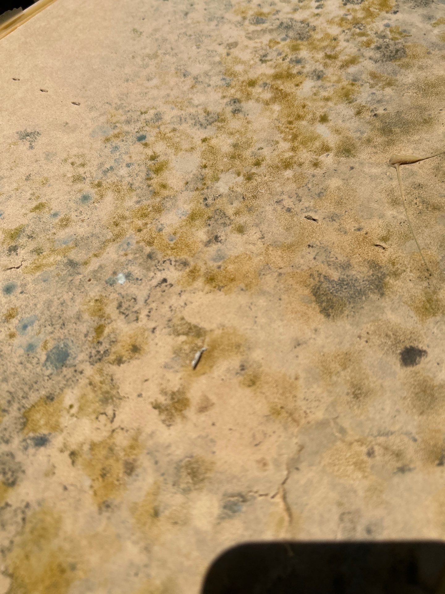 Black Mold Removal In Venice Florida by Ampm Restoration Services