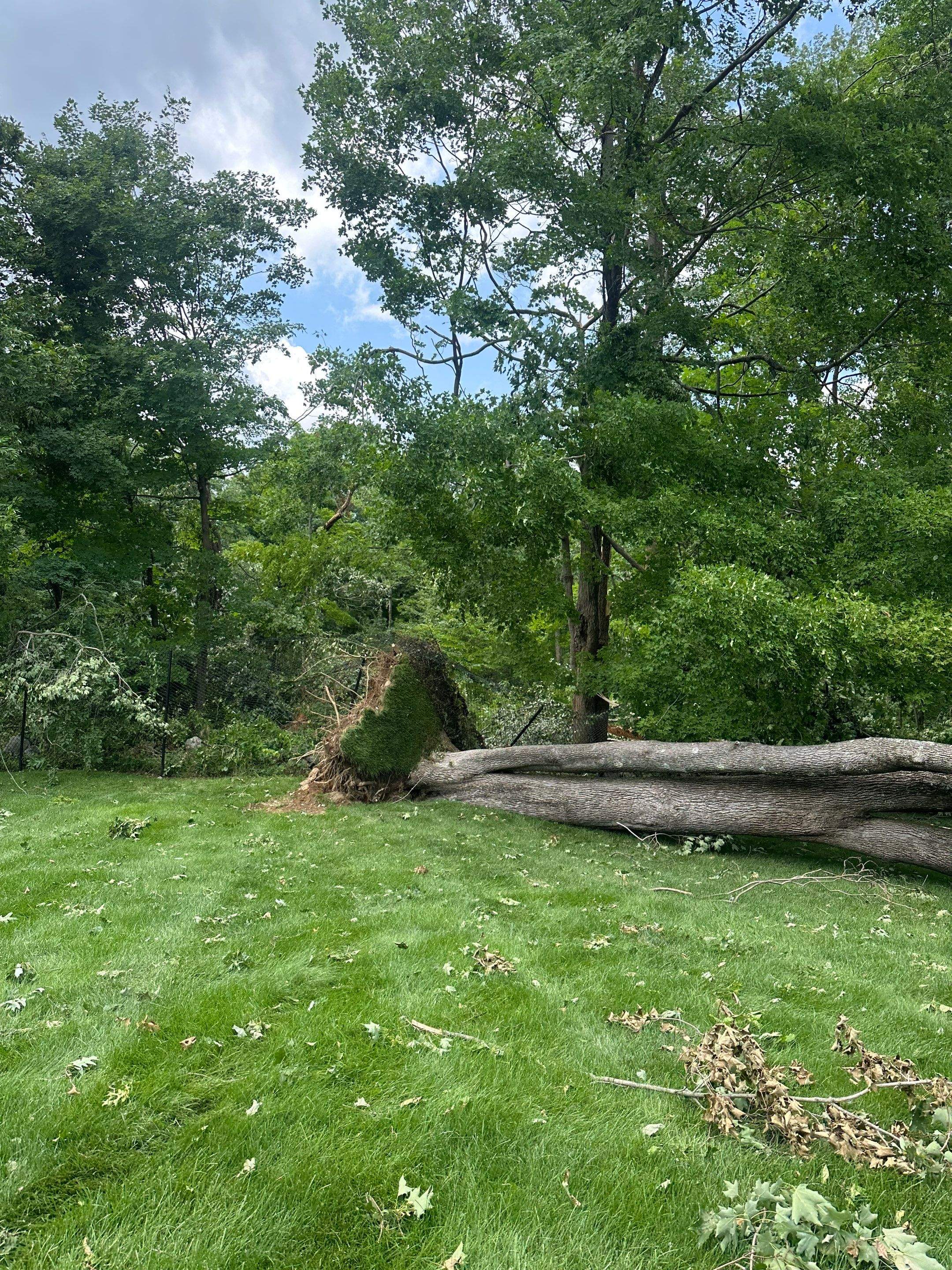 Emergency Tornado Damage Cleanup and Hazardous Tree Removal in Harrison by Fox Hill Luxury Real Estate Services