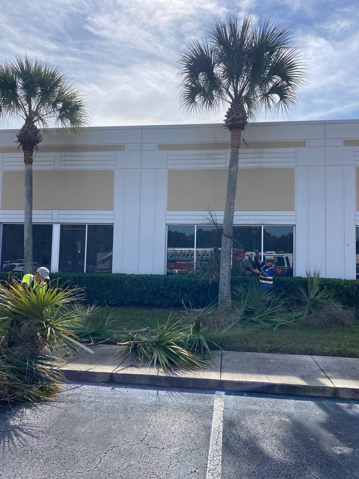 Tree & Palm Trimming | Commercial Property by ProGreen Services
