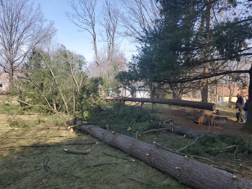 Tree Removal using Tree Removal by Mike Jones & Sons Tree Service LLC 