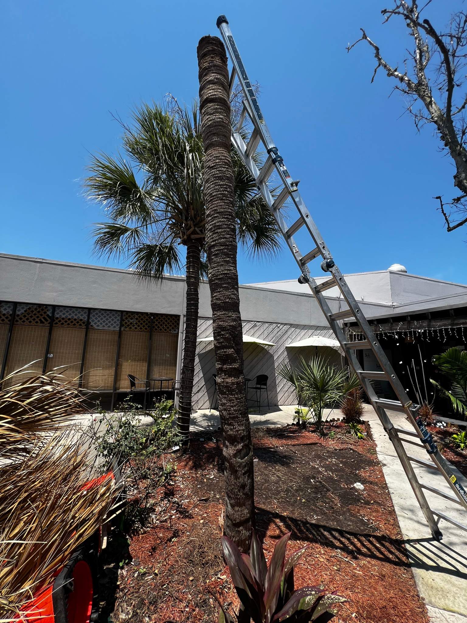 Palm Tree Trimming | Planet Fitness by ProGreen Services