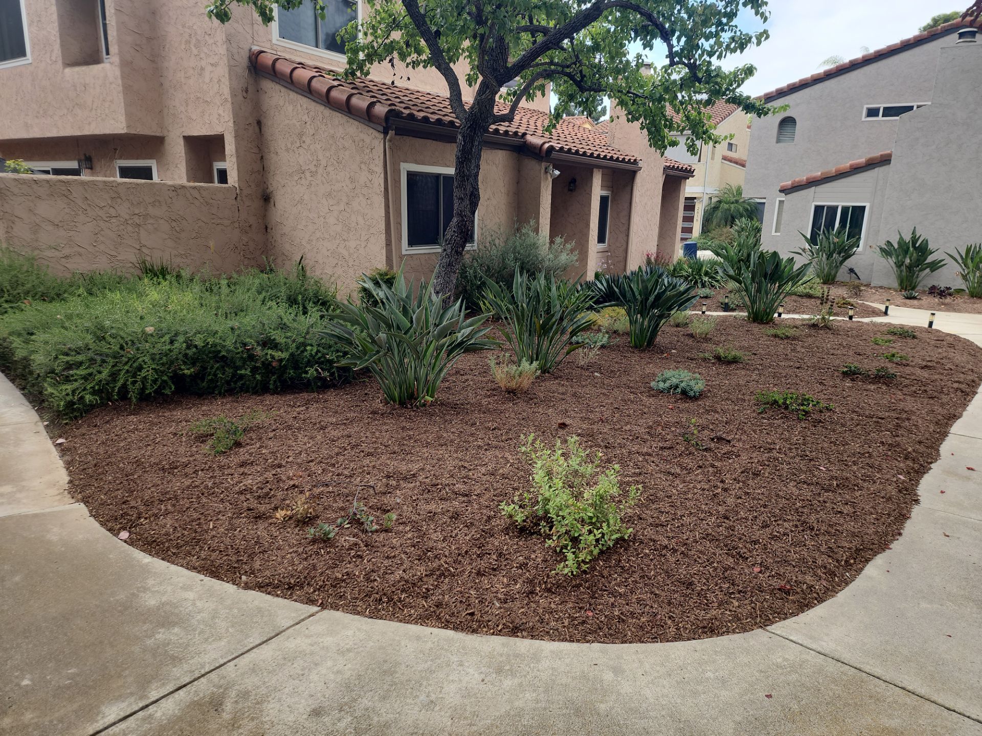 San Diego Residential Landscape Refresh With Succulents and Wood Mulch by Yard Techs