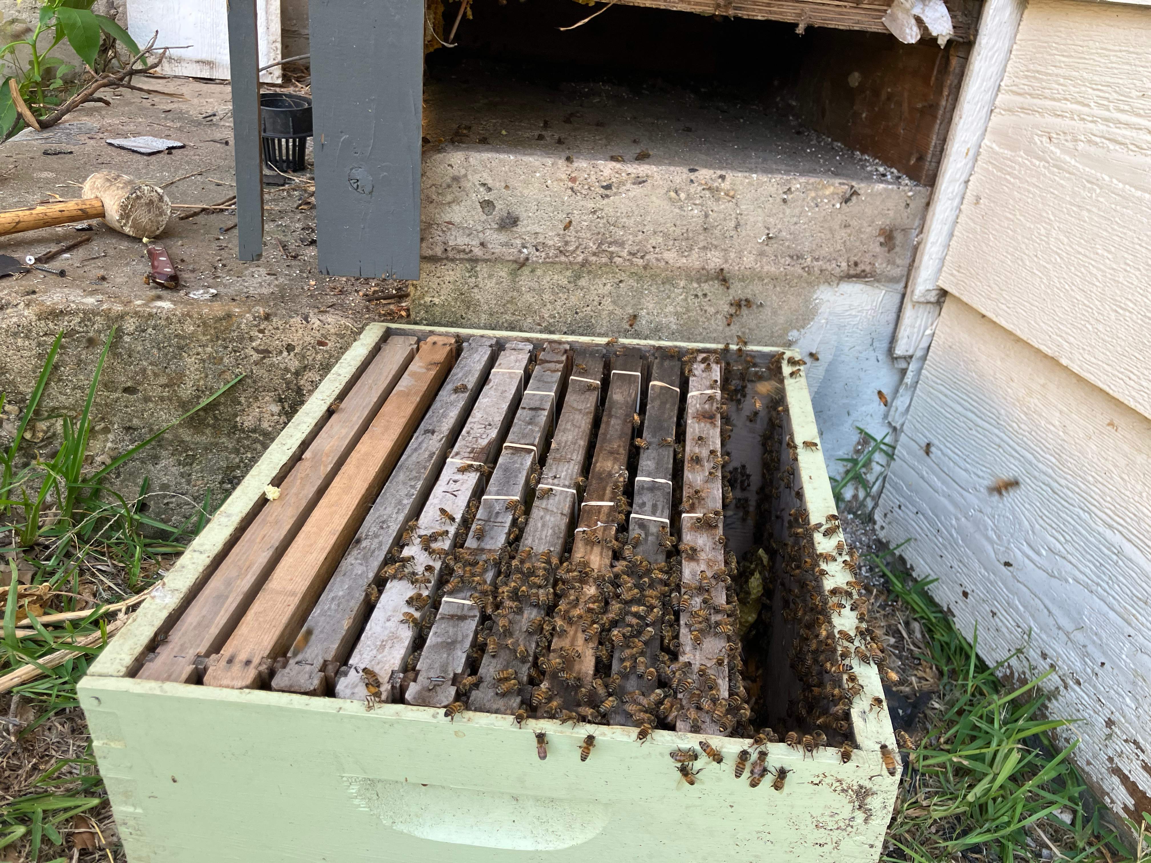 Bees Handled by Rockwall Honey Bee Company