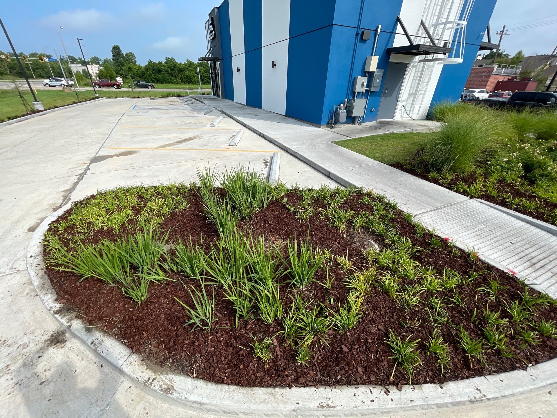 COMMERCIAL: HEDGE TRIM / BED CLEAN / MULCH INSTALL using BROWN MULCH "BARK BRITE" by CutScape, LLC.