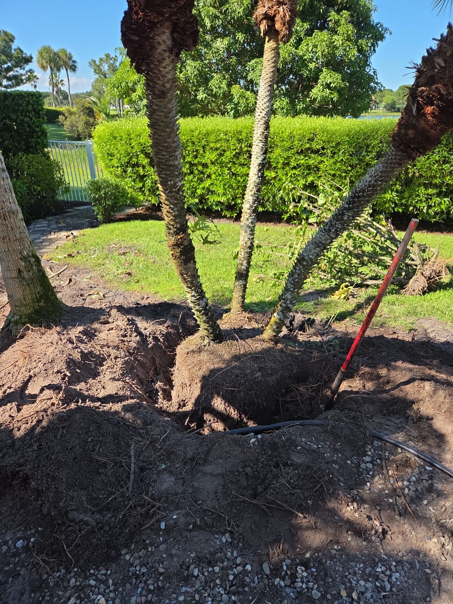 Hammock Creek Estate | Phase 1 – The Art of Precision Removal by Alpha Zeta Enterprises Inc