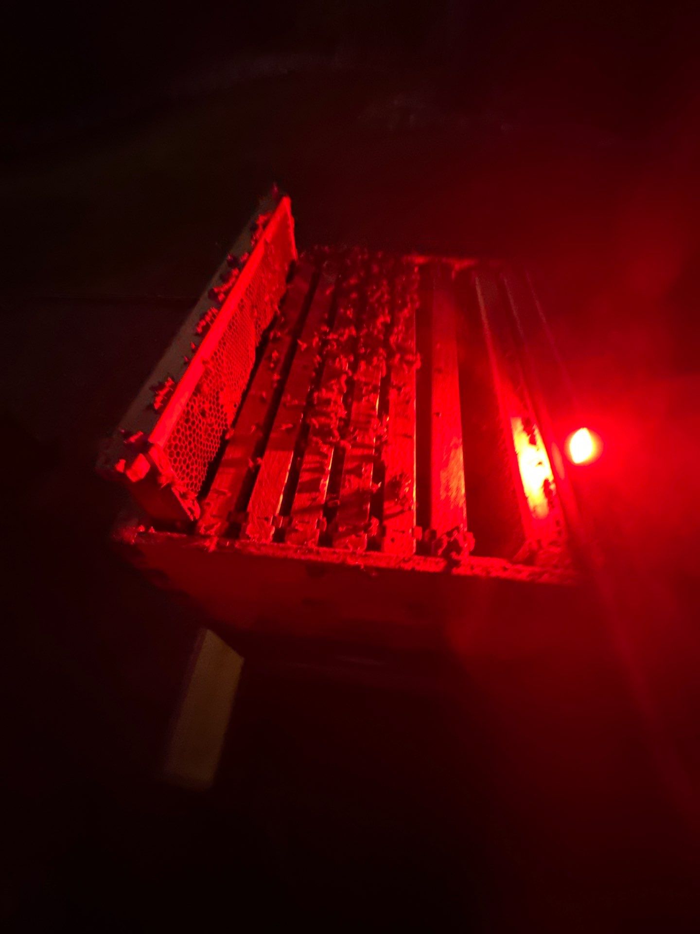 Bees in Turtle Creek by Rockwall Honey Bee Company