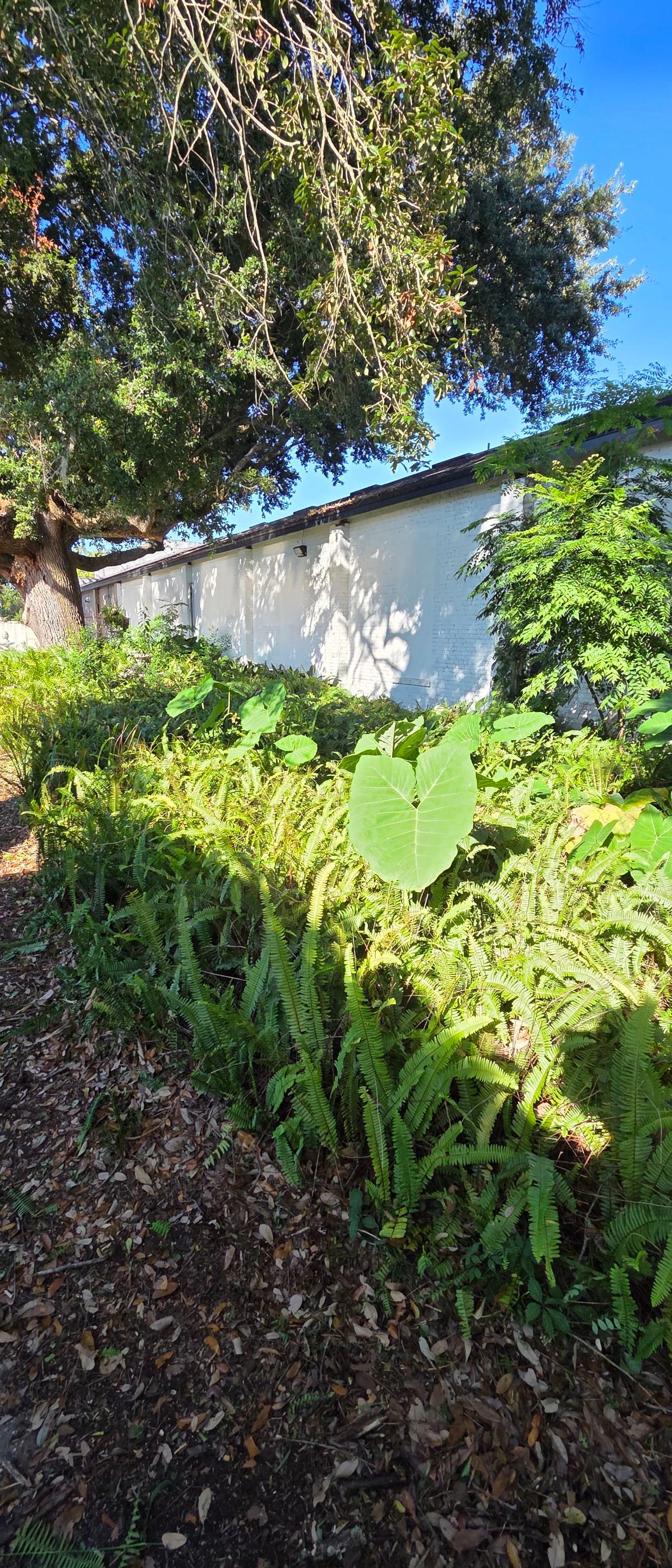 Commercial Property | Clean Up & Tree Removal by ProGreen Services