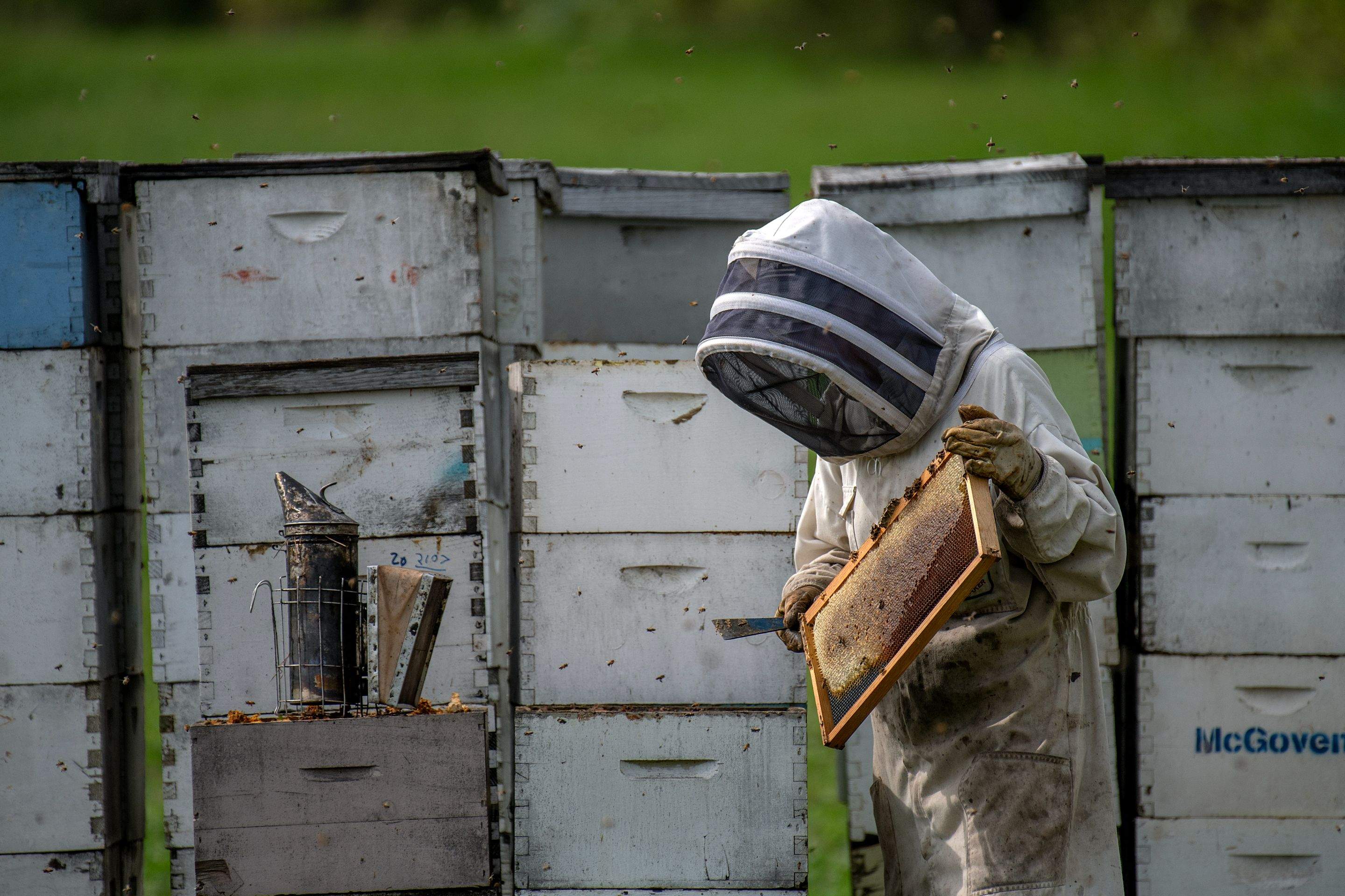 Splits in East Texas by Rockwall Honey Bee Company