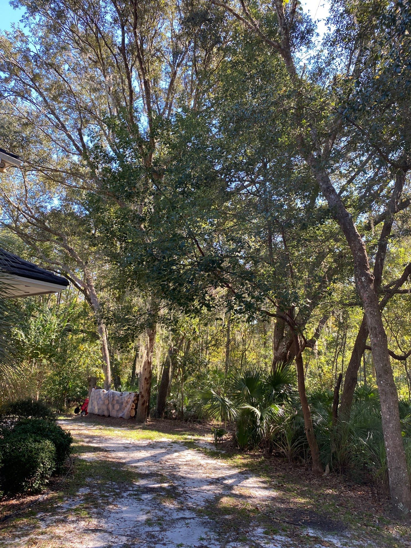 Deerwood Residence | Tree Work by ProGreen Services