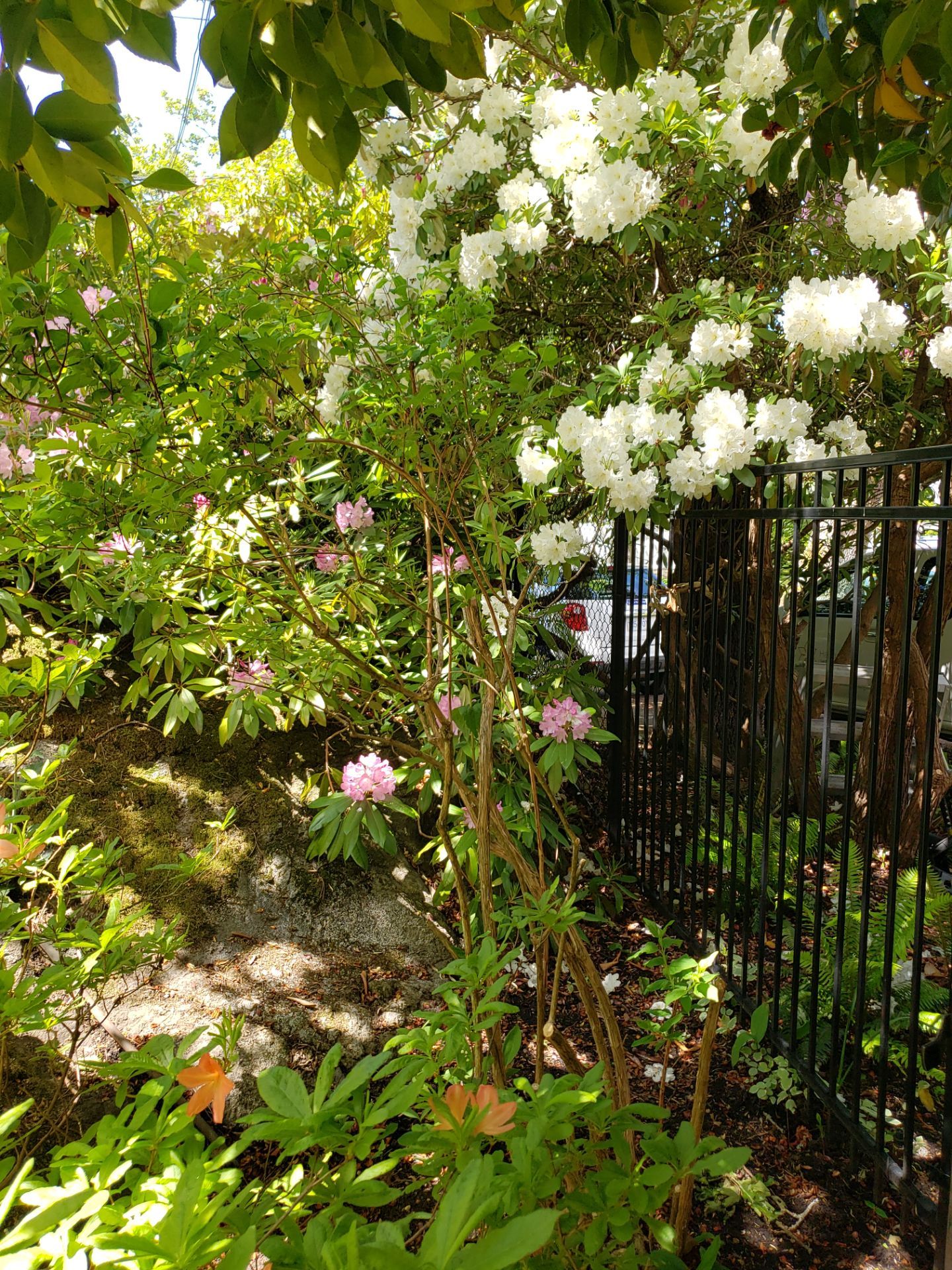 Residence in Rockland by Habanero Garden and Exterior Care