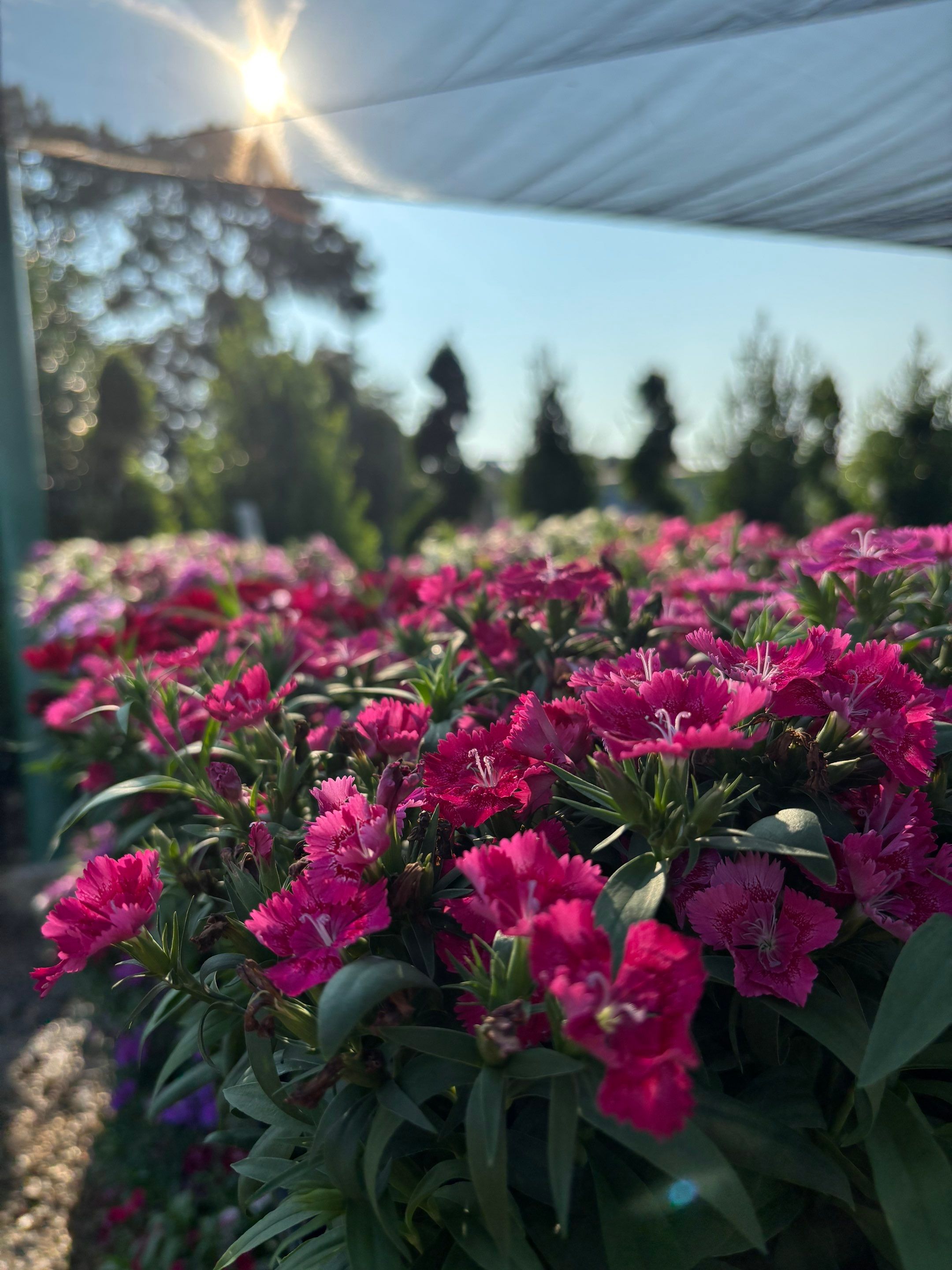 Shades of Texas Wholesale Nursery featured photo.