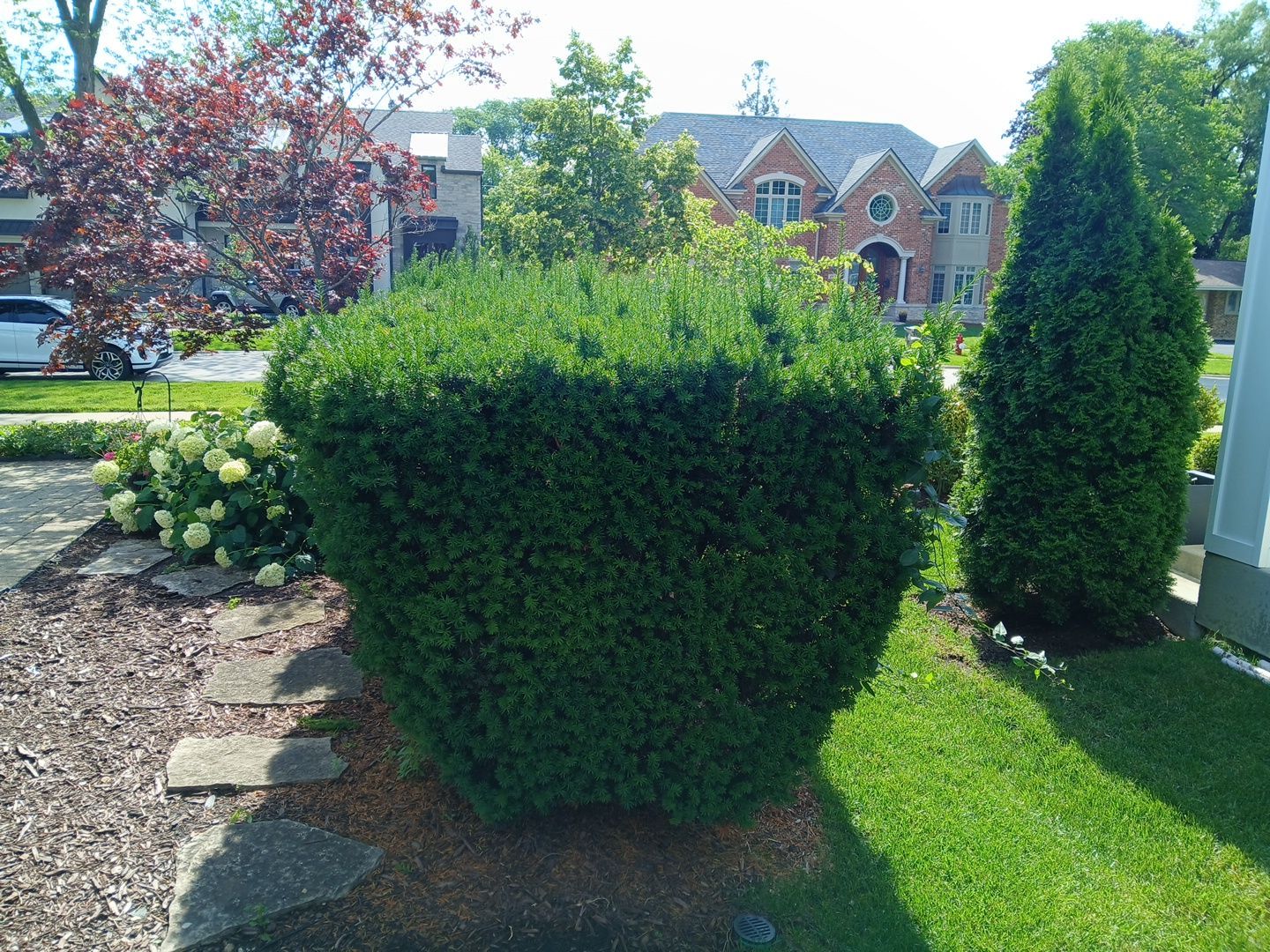 Lisa C. - Arlington Heights, IL by A&N