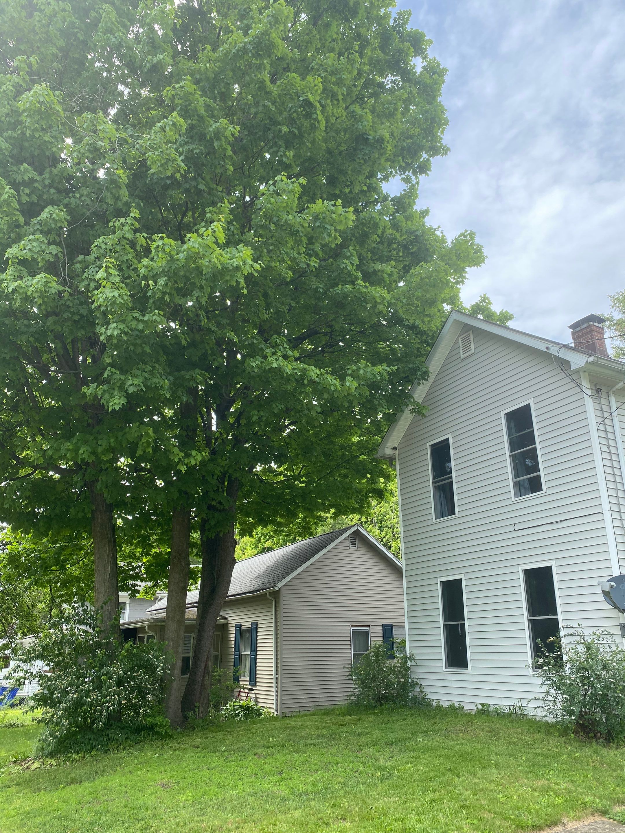 Tree Trimming using Tree Pruing by Mike Jones & Sons Tree Service LLC 