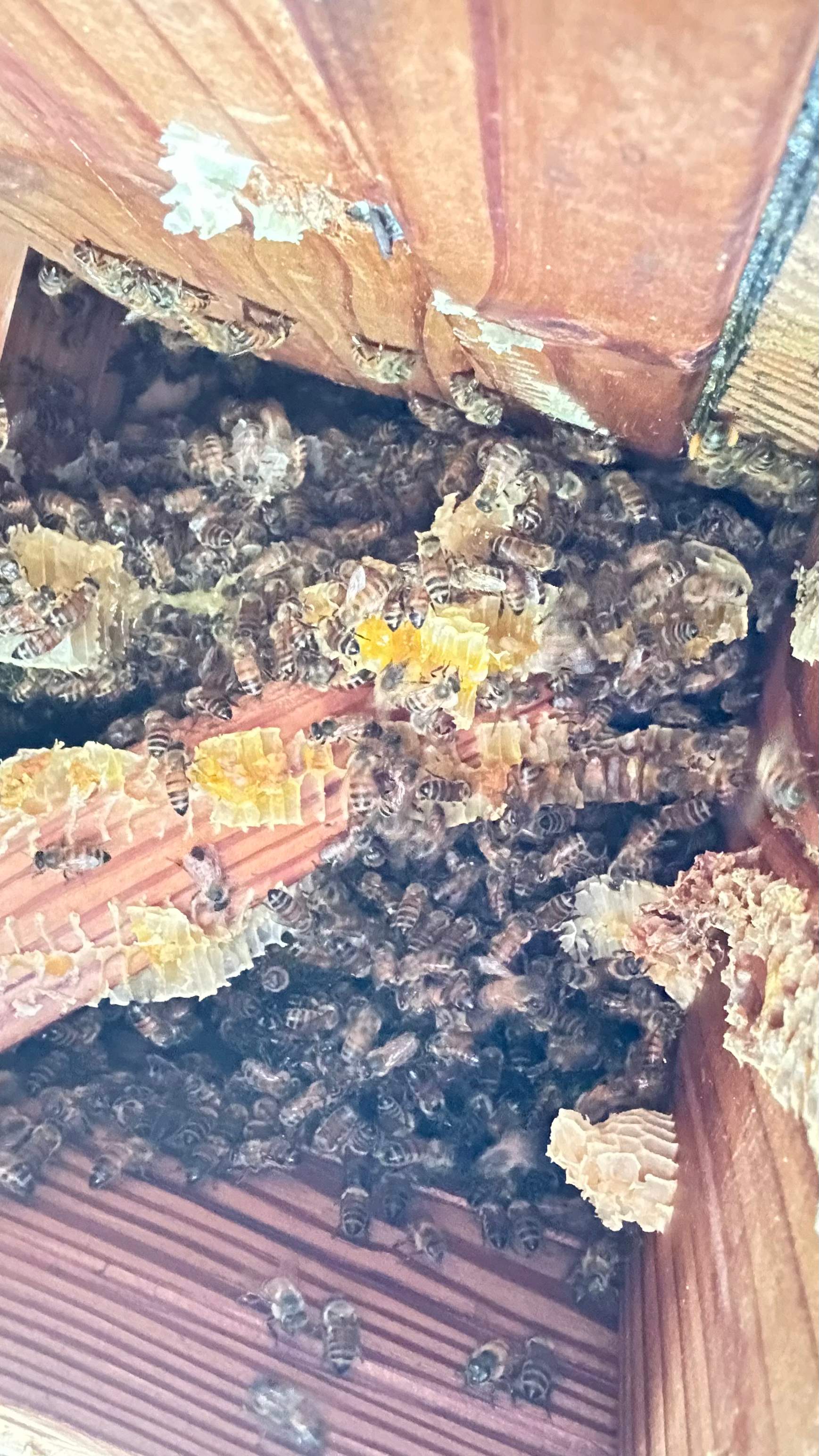 Unsealed Attic by Rockwall Honey Bee Company