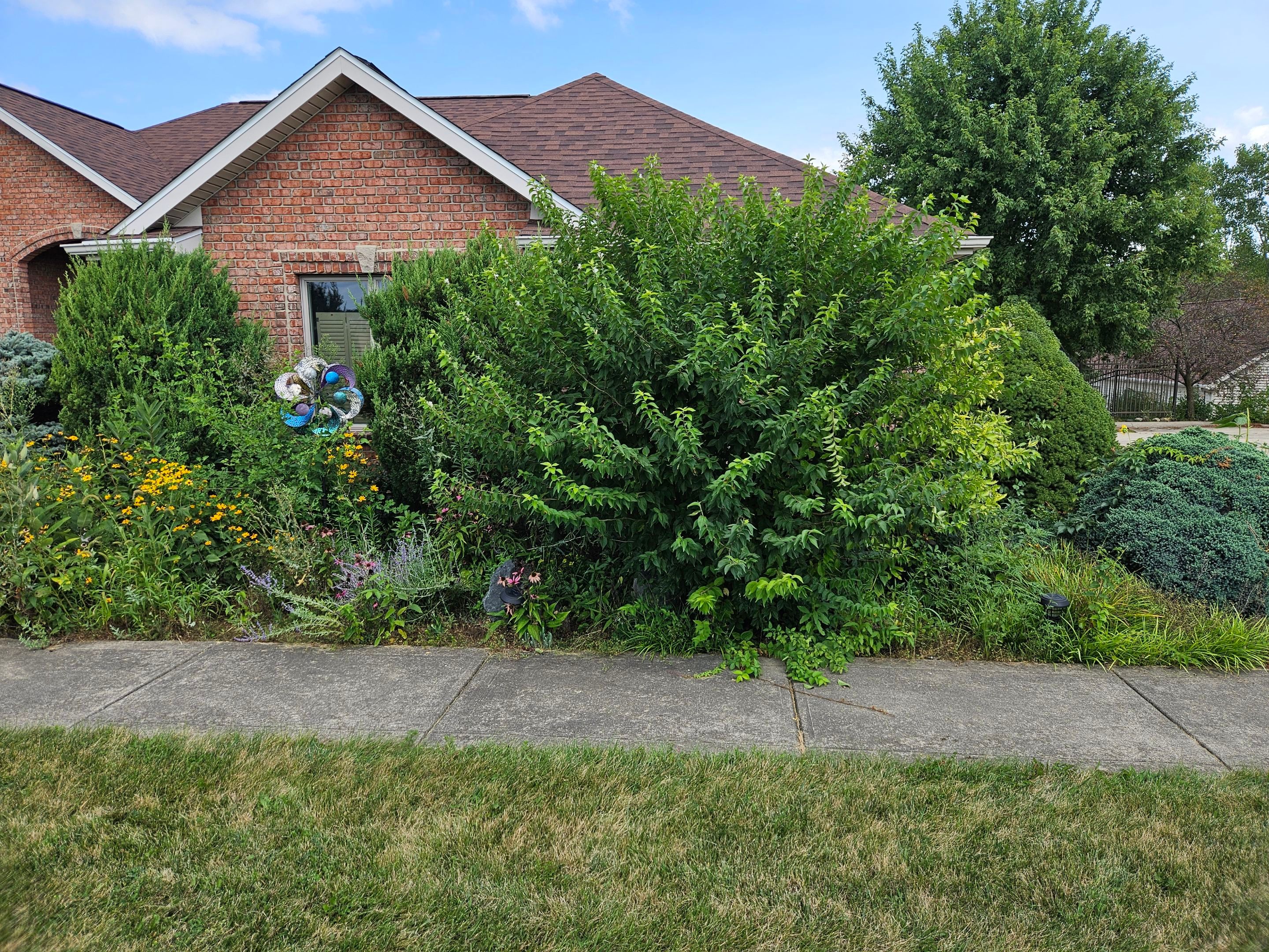 Overgrowth Takeover by Carrs lawn and landscape