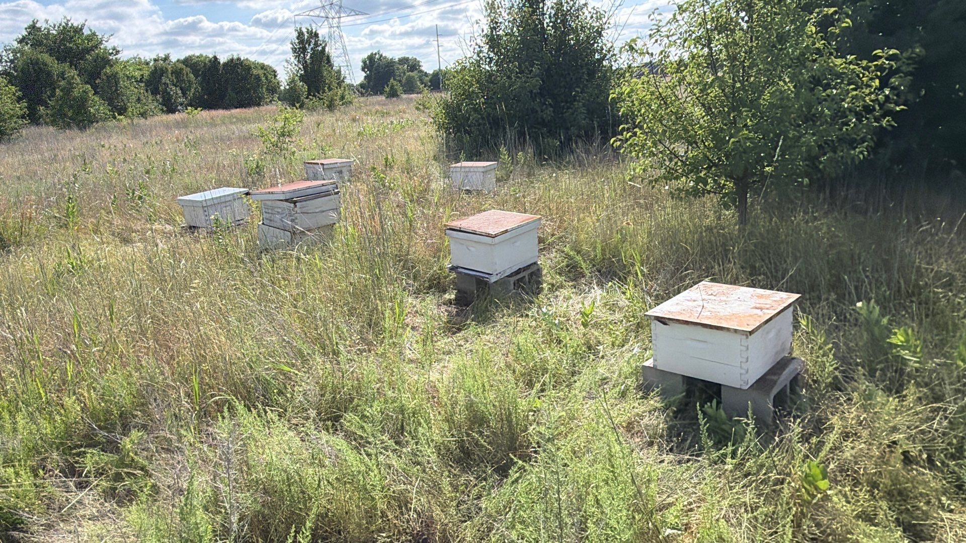 Baseball Diamond Apiary by Rockwall Honey Bee Company