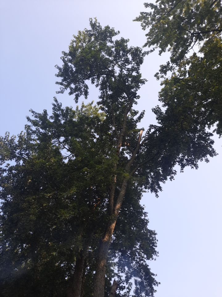 Tree Trimming using Tree Pruing by Mike Jones & Sons Tree Service LLC 