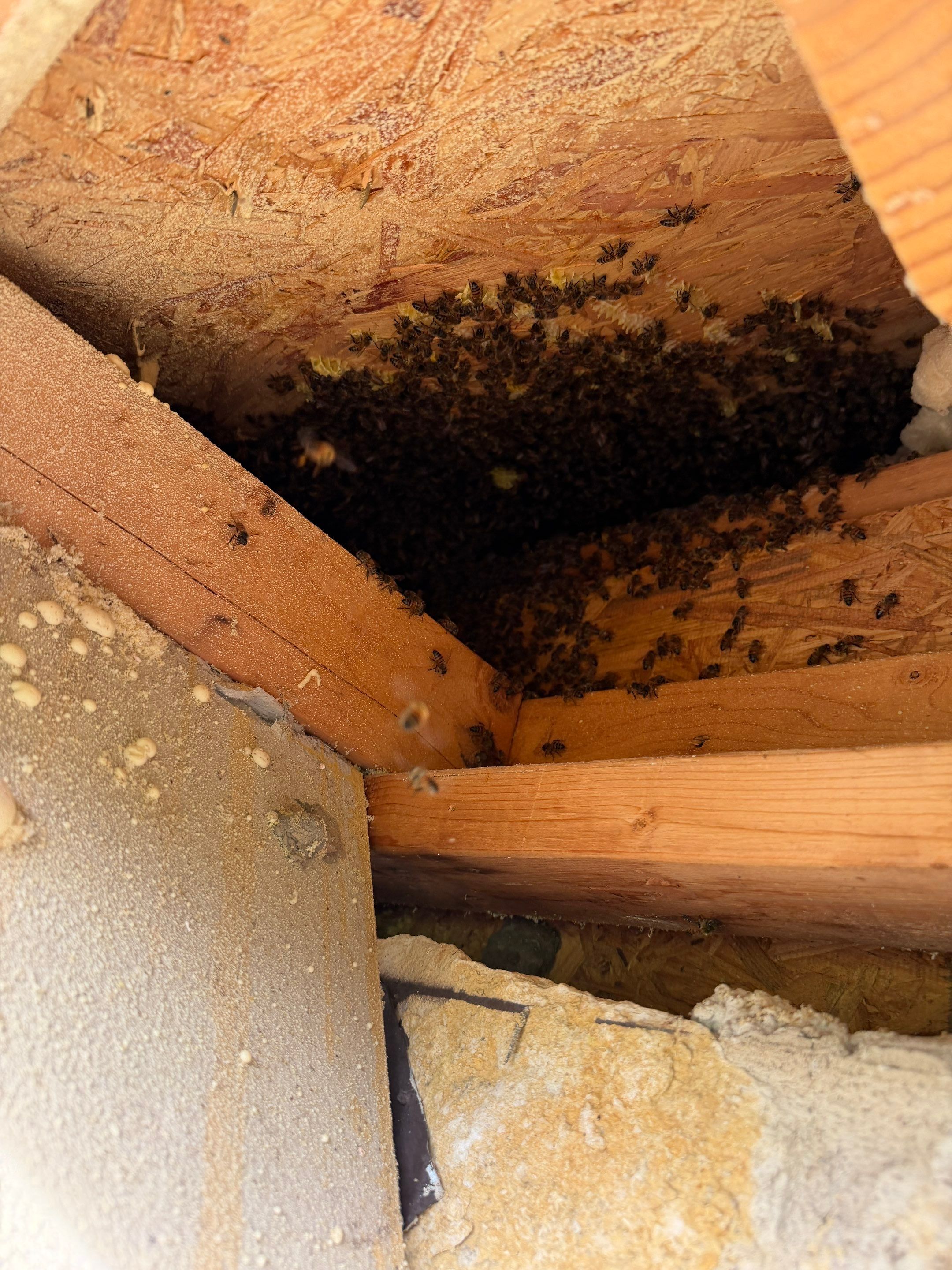 Spineless Cactus Bees by Rockwall Honey Bee Company