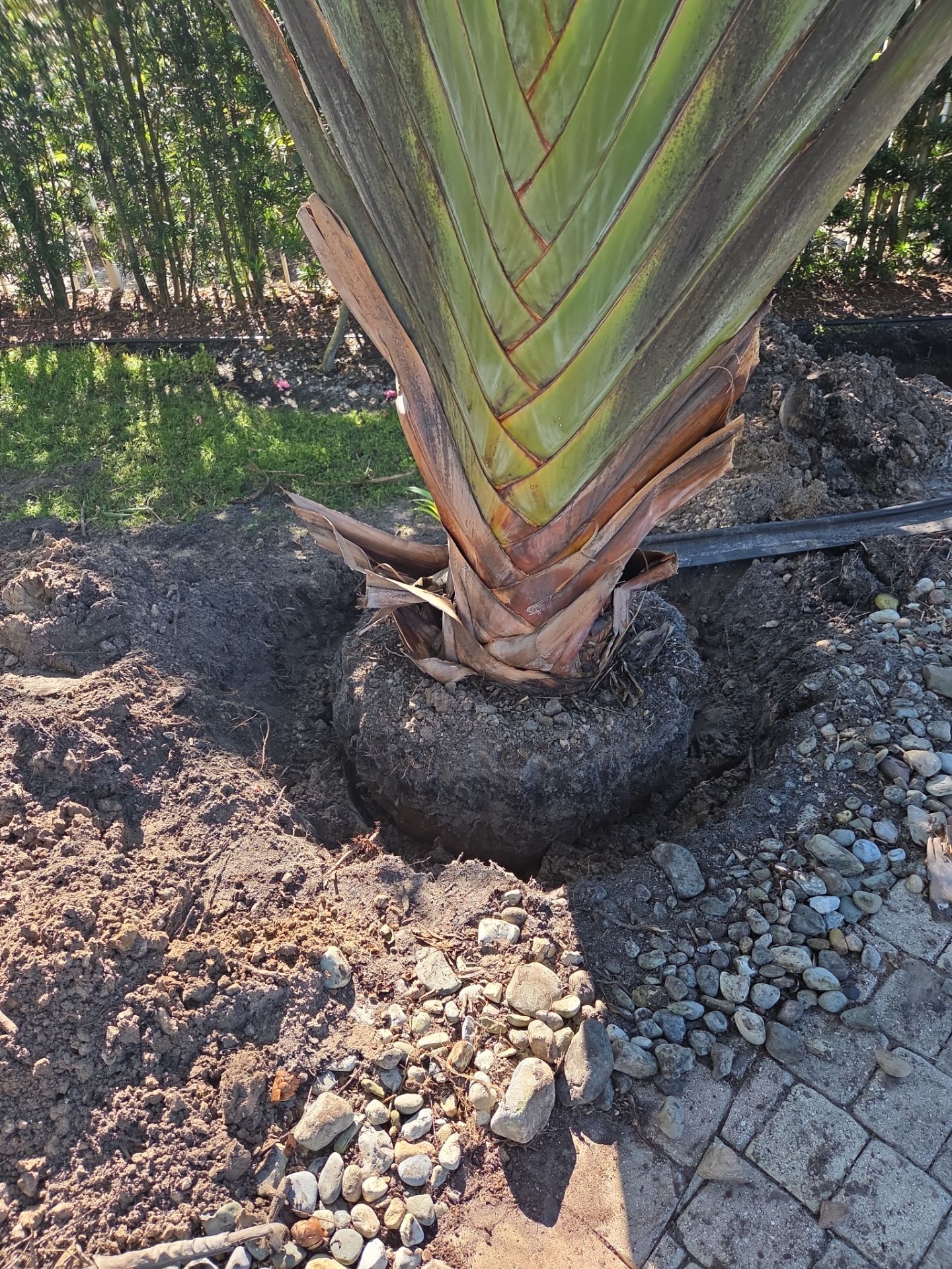 Hammock Creek Estate | Phase 1 – The Art of Precision Removal by Alpha Zeta Enterprises Inc