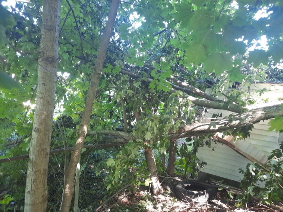 Storm Damaged Tree Removal  using Tree Removal by Mike Jones & Sons Tree Service LLC 