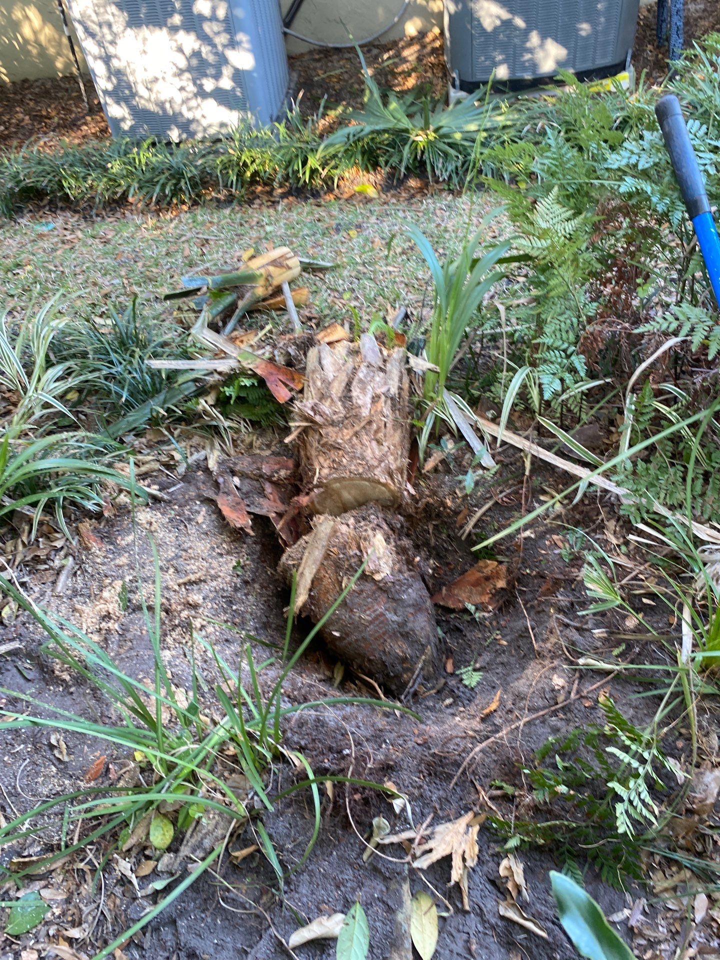 Deerwood Resident | Tree Removal by ProGreen Services