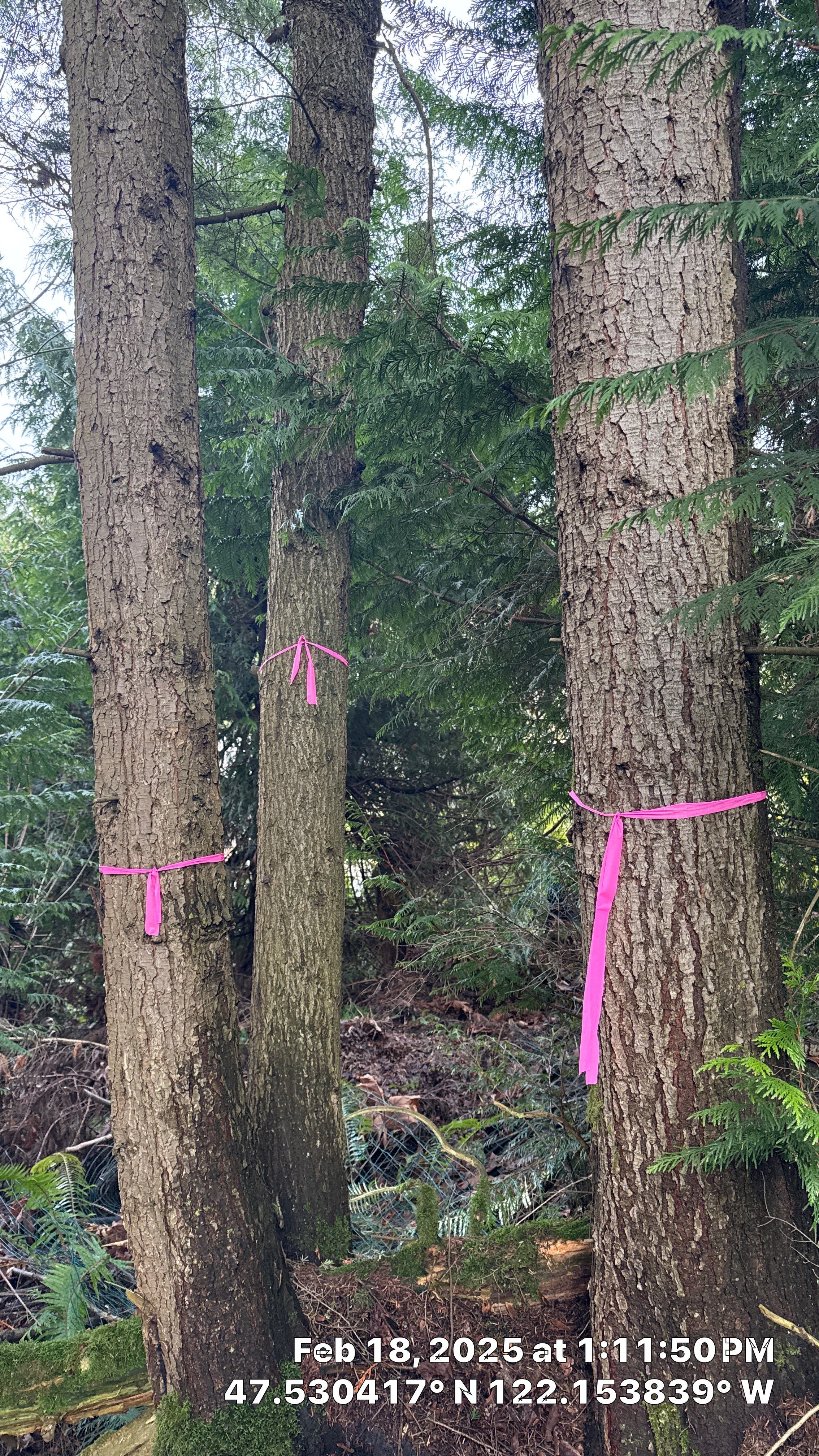 🌲 Newcastle HOA Arborist Report by Sound Tree Care LLC