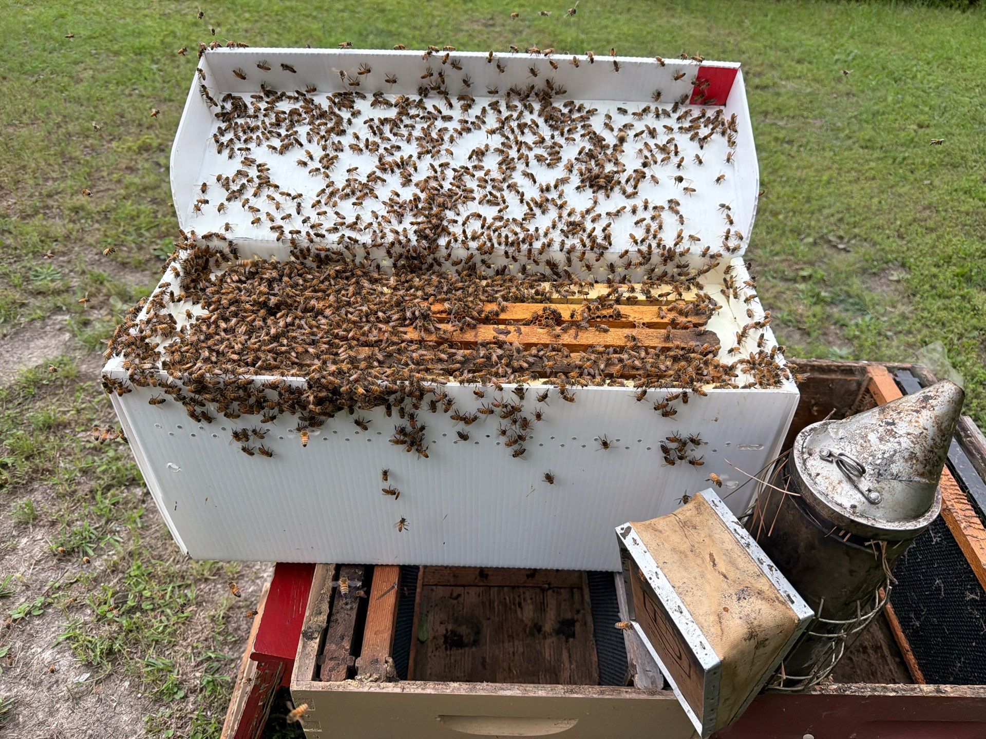 Sunnyvale’s Happiest Apiary by Rockwall Honey Bee Company