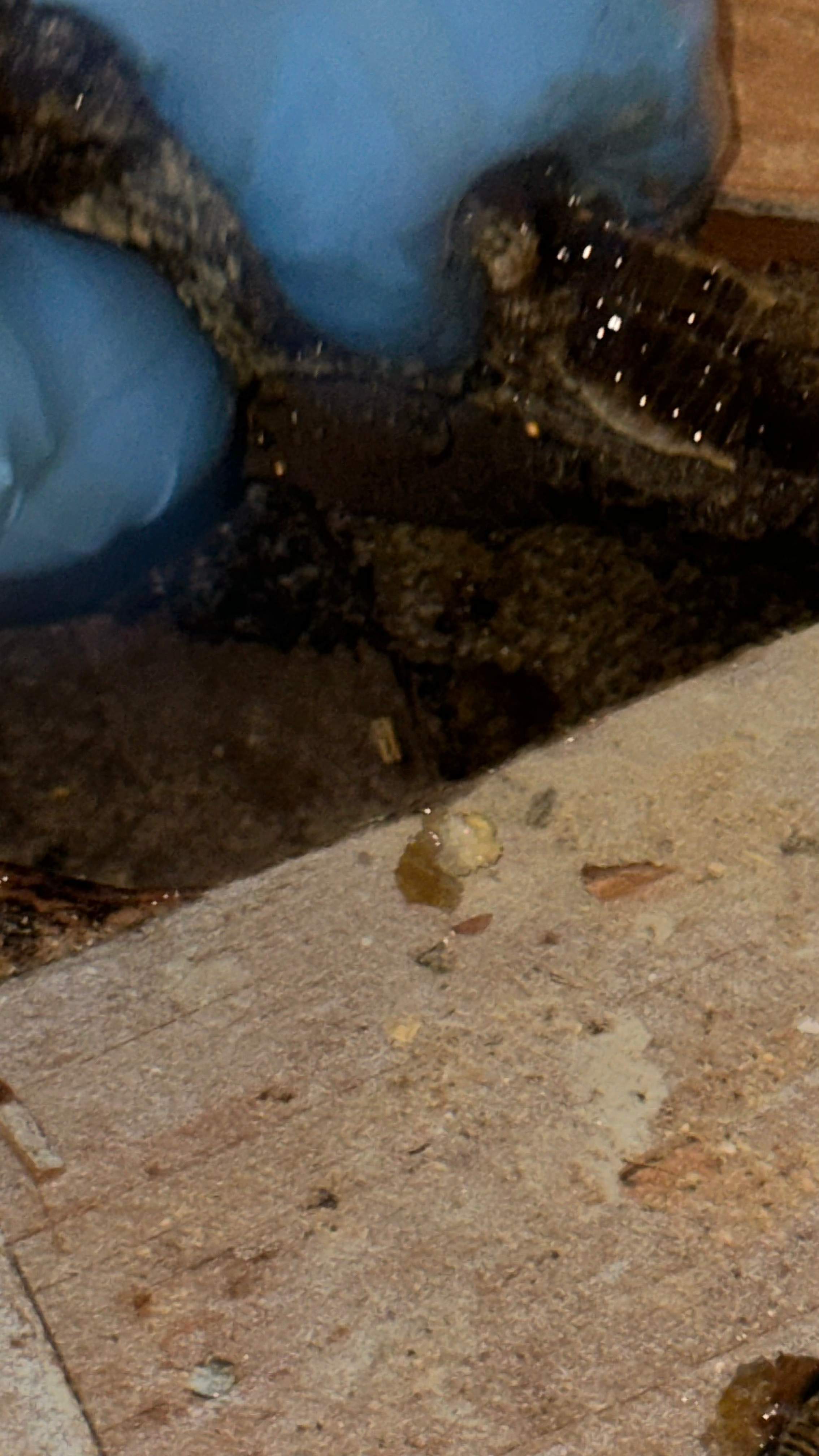 Under-foot. by Rockwall Honey Bee Company