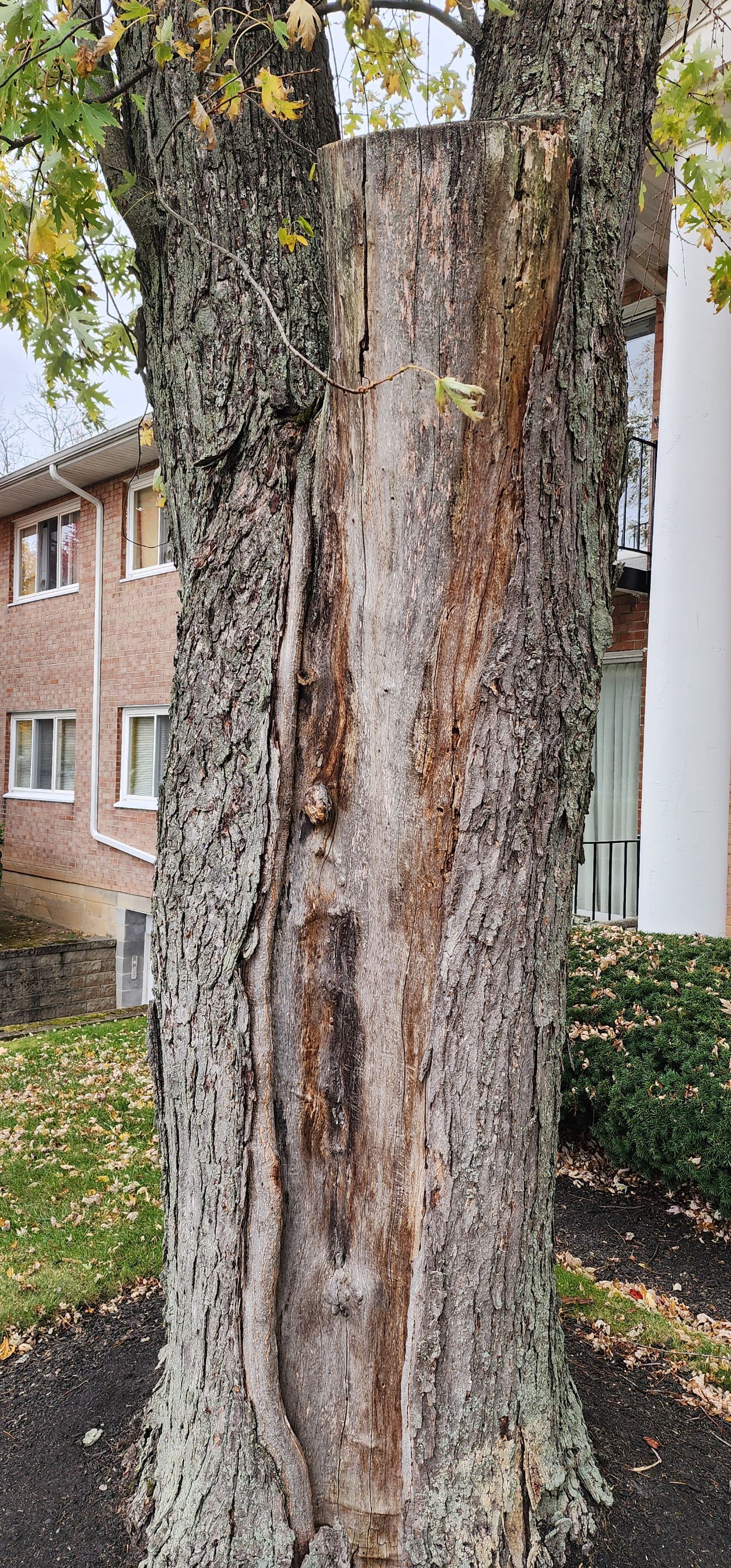 Emergency Job: Removal of Branch by Treeman Tom LLC