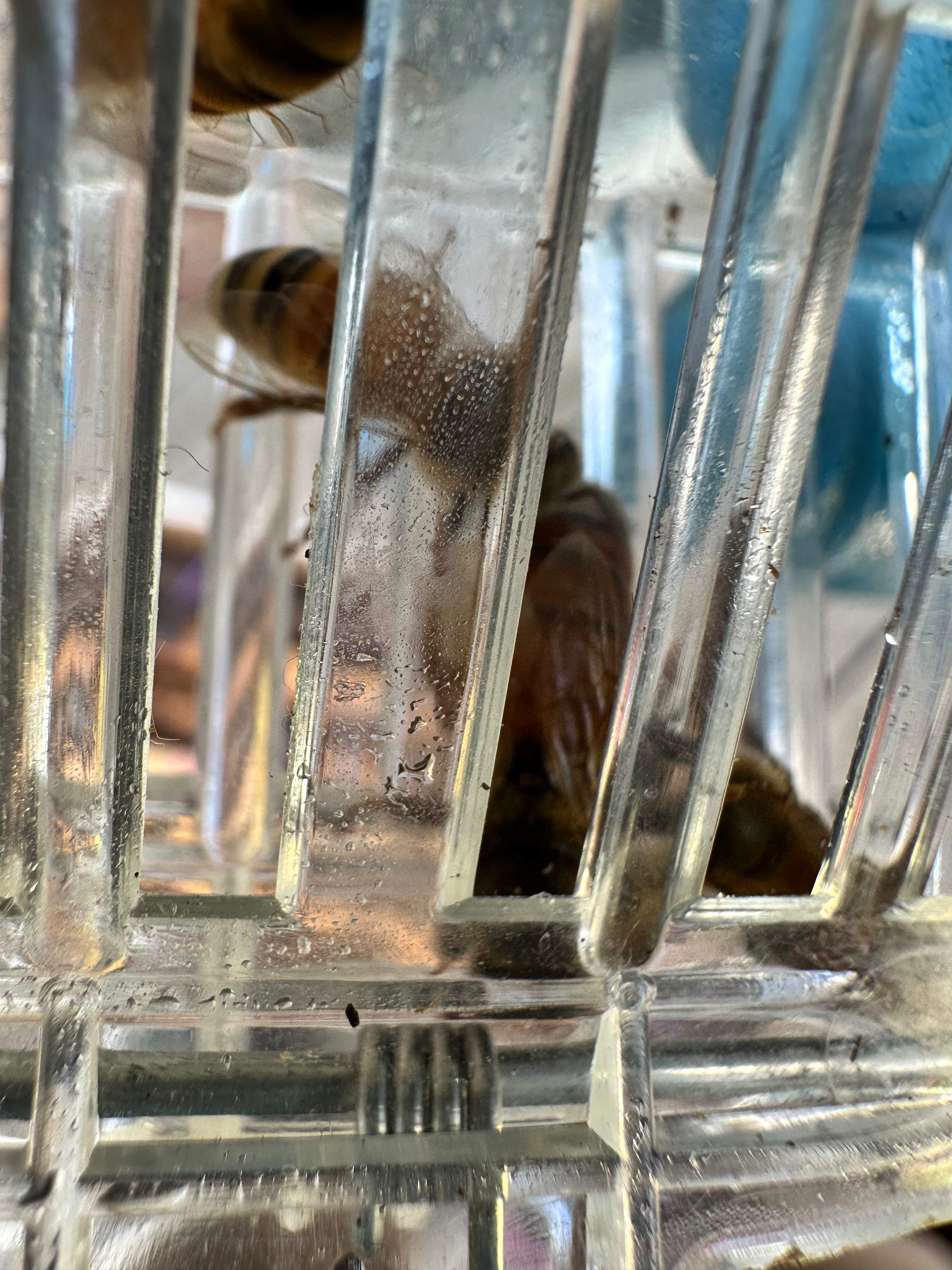 Caged Queen by Rockwall Honey Bee Company