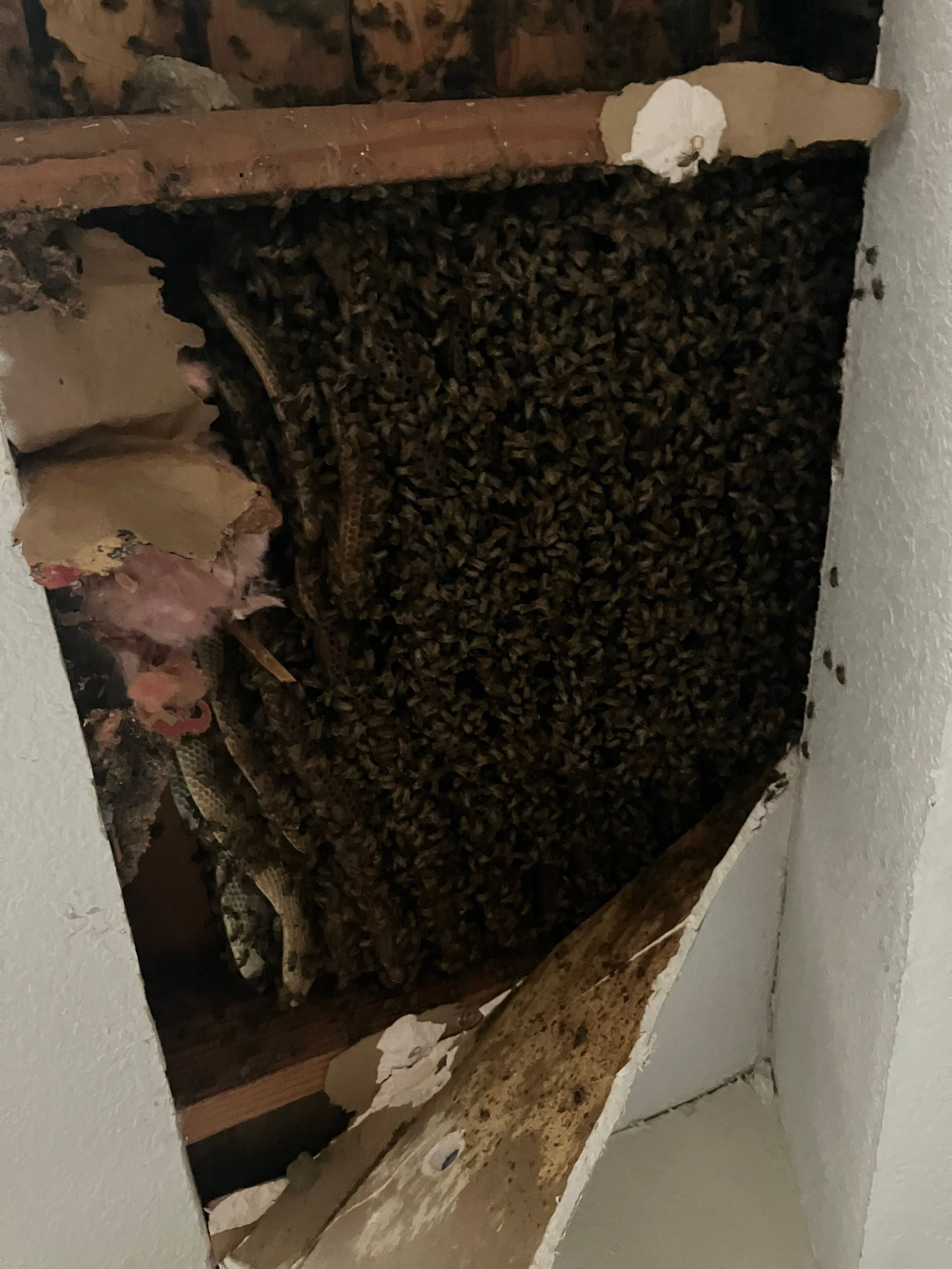 Wedged and Woody Bees by Rockwall Honey Bee Company