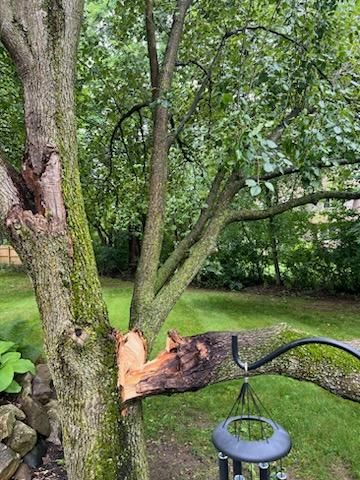 Tree Removal using Tree Removal by Mike Jones & Sons Tree Service LLC 
