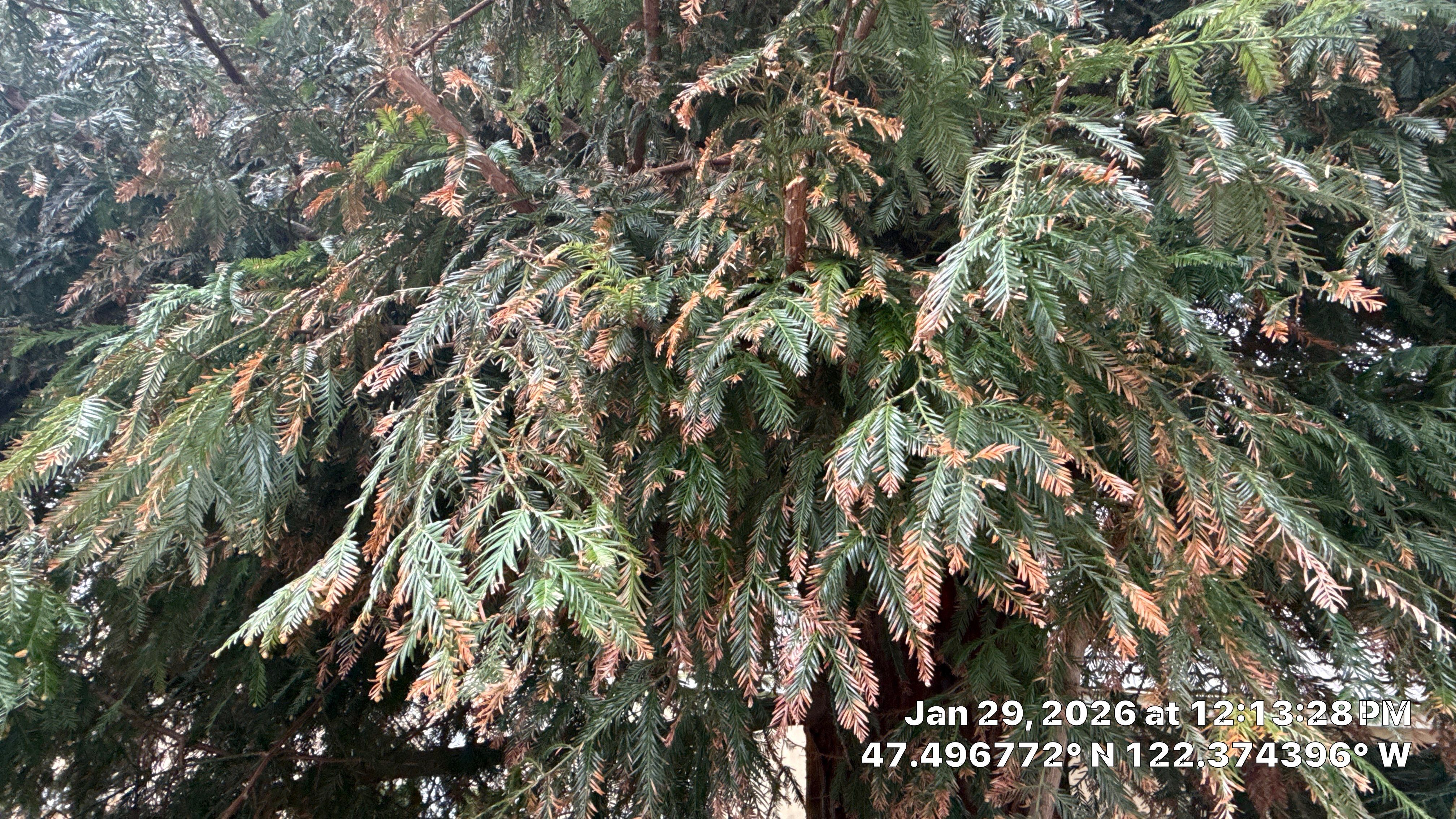 Arborist Report for Redwood Tree with Root System Concerns – Seattle, WA by Sound Tree Care LLC