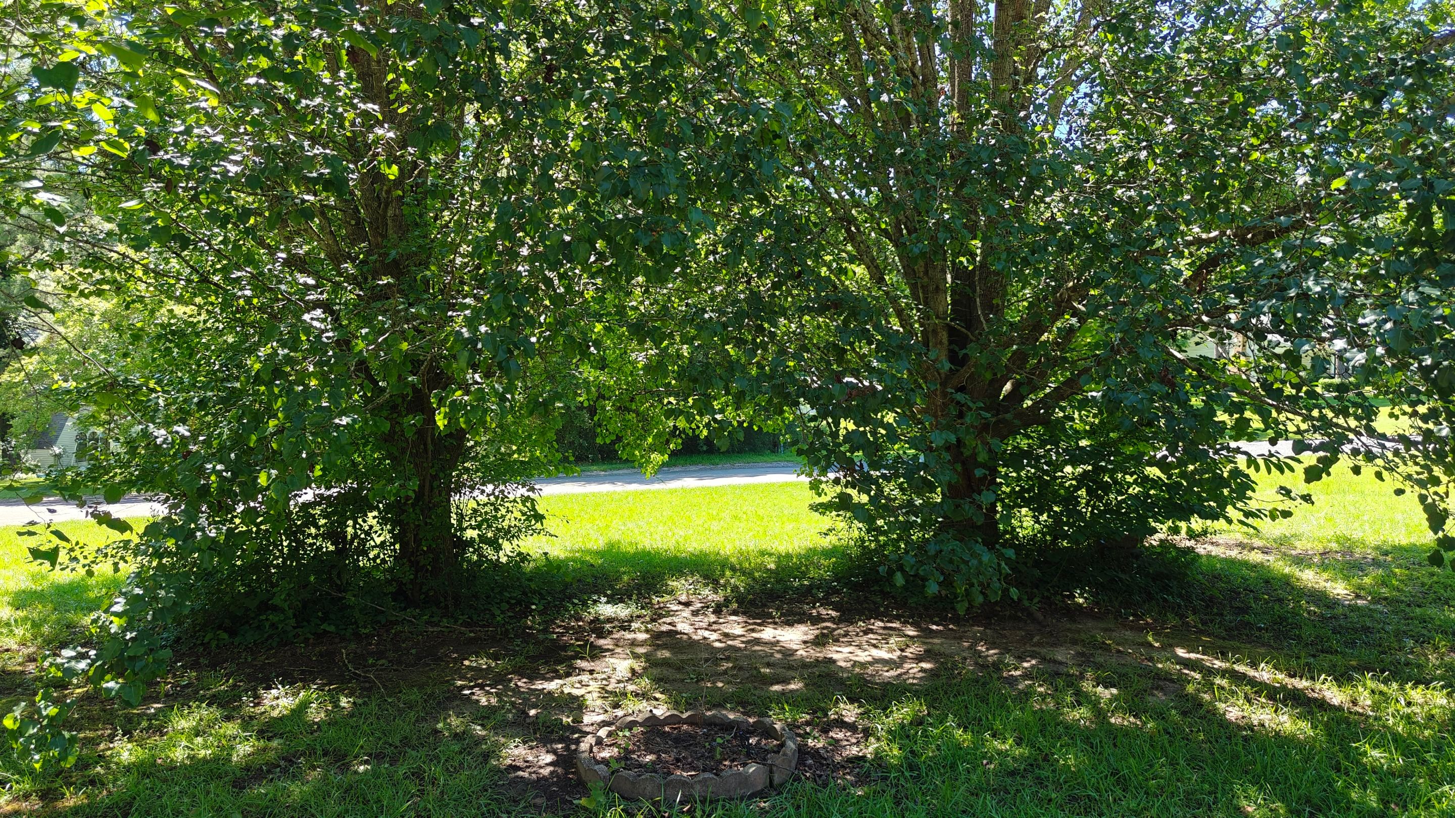 Bi Weekly Landscaping/ Weeding  by College Bros Outdoor services