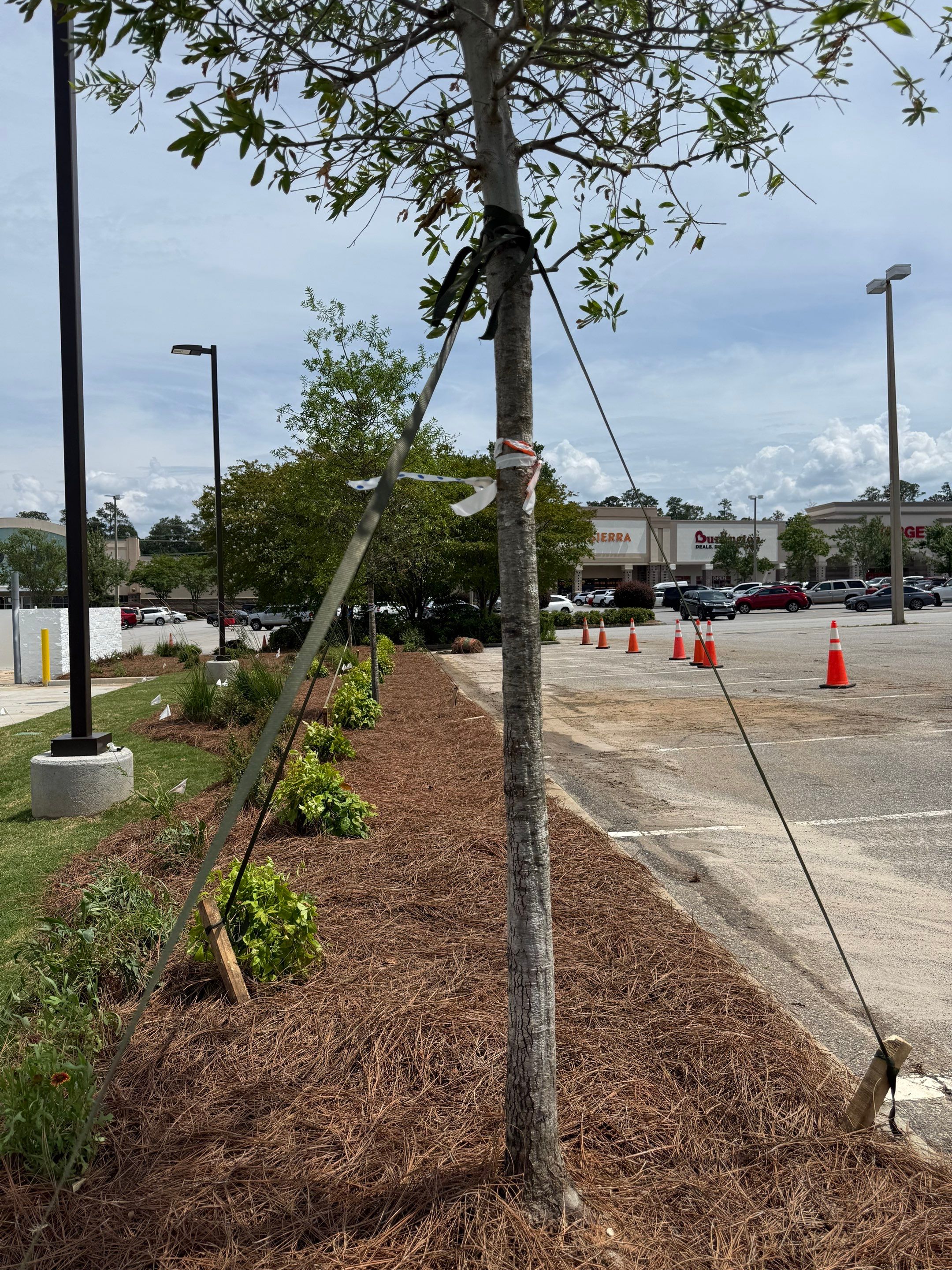 FTB Haribson Bank Project Columbia SC - (Commercial) by Carolina-Metro Landscape, Inc