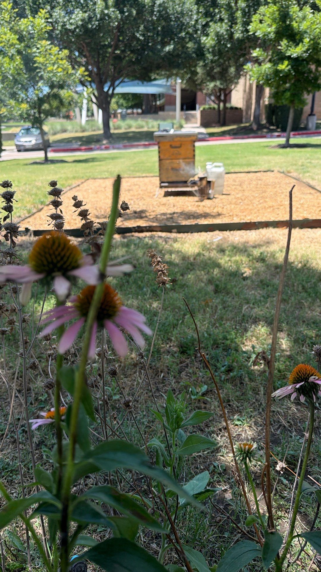 Project in Dallas, TX by Rockwall Honey Bee Company