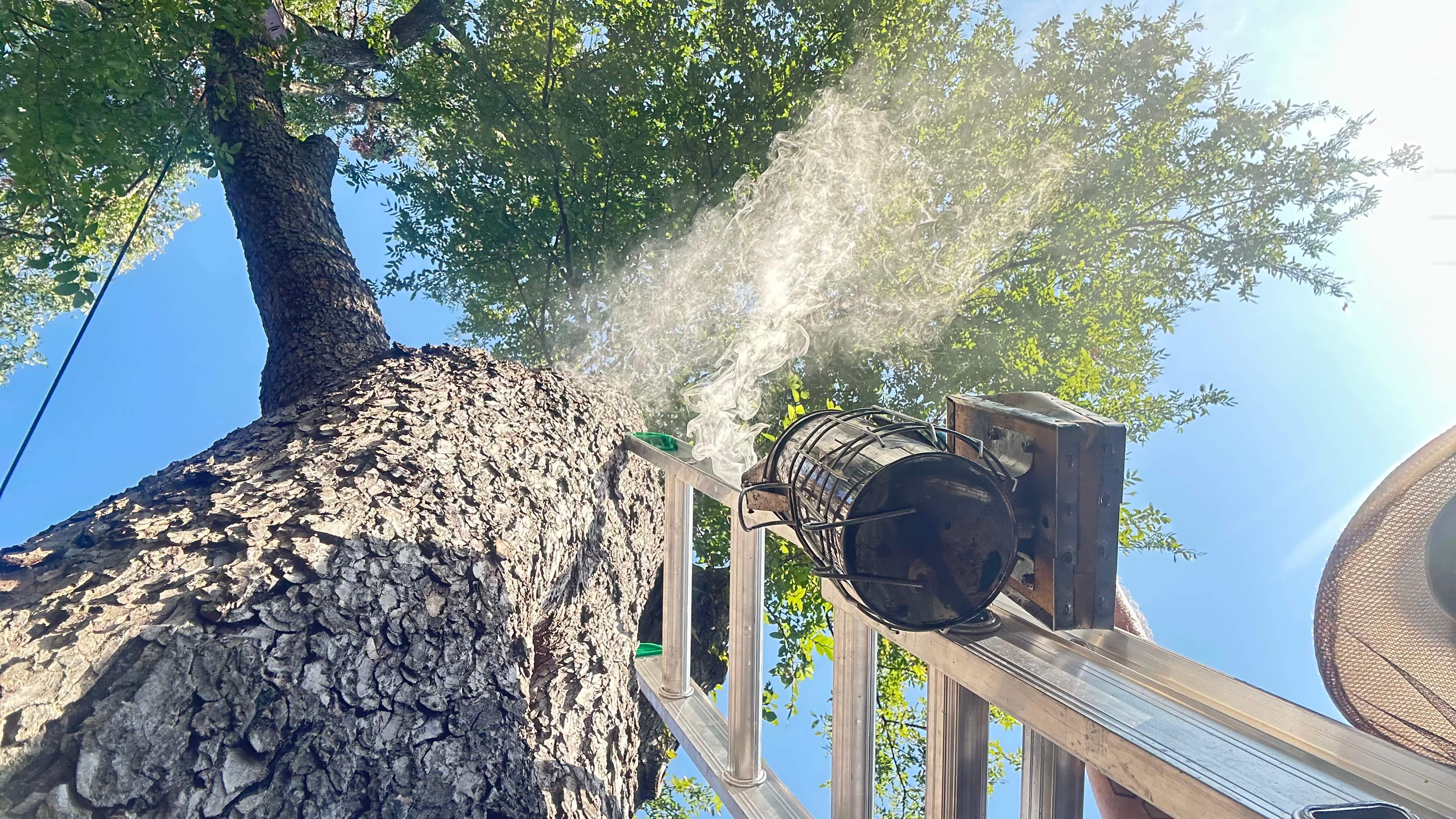 Tree Service Help  by Rockwall Honey Bee Company