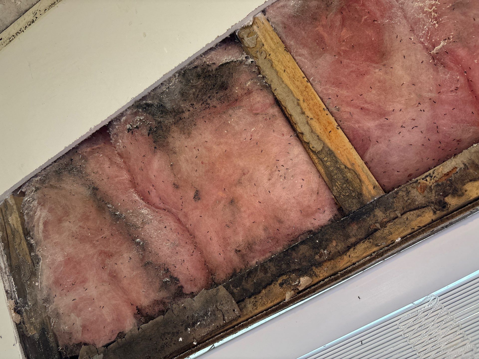 Mold Remediation Palmetto by Ampm Restoration Services 