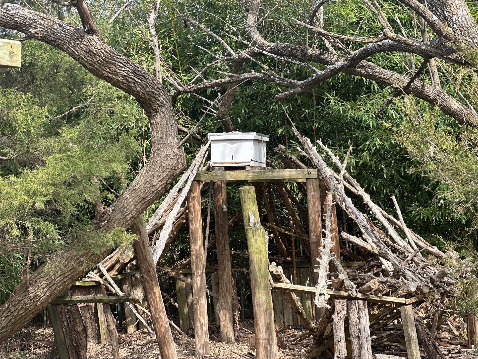 Honey bee hives in trees.. right here in Rockwall! by Rockwall Honey Bee Company