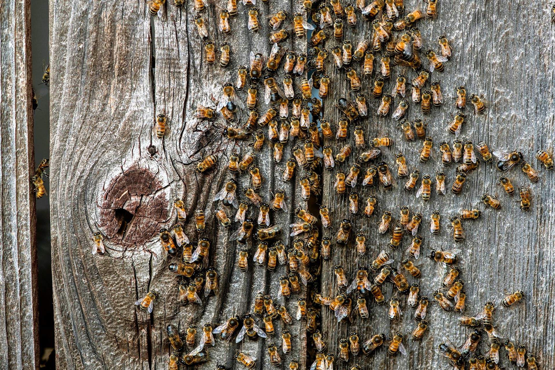 Brick Column by Rockwall Honey Bee Company