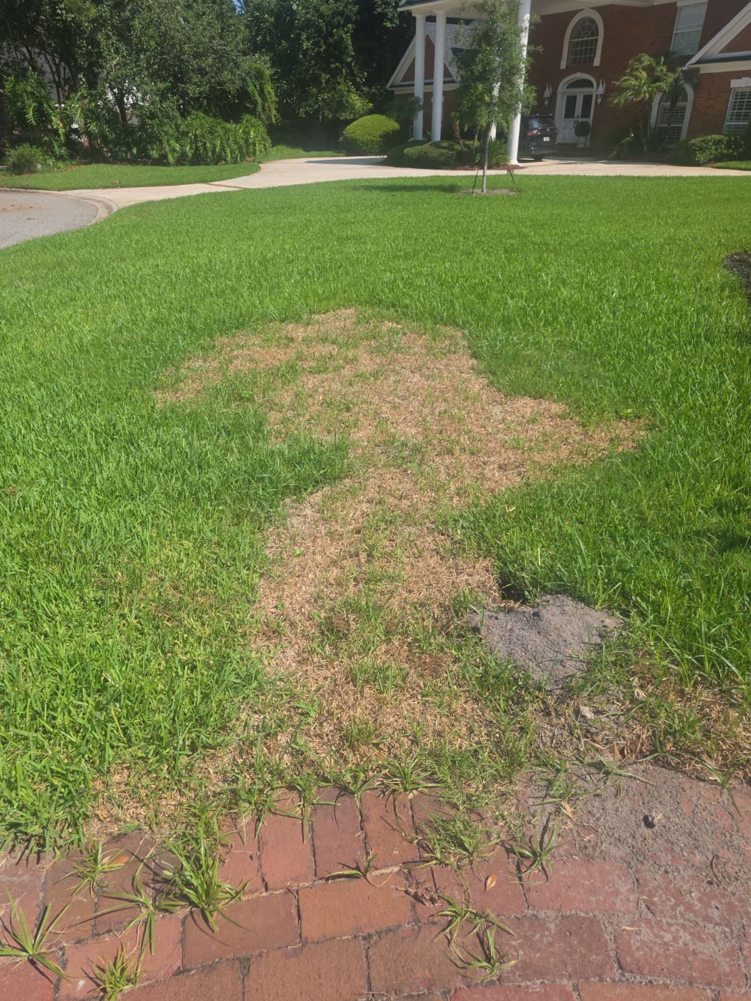 Deerwood Resident | Sod & Palm Replacement  by ProGreen Services