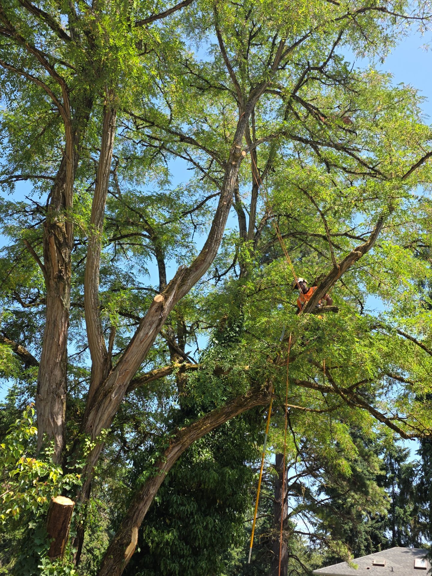 Tukwila Tree Trimming by Sound Tree Care LLC