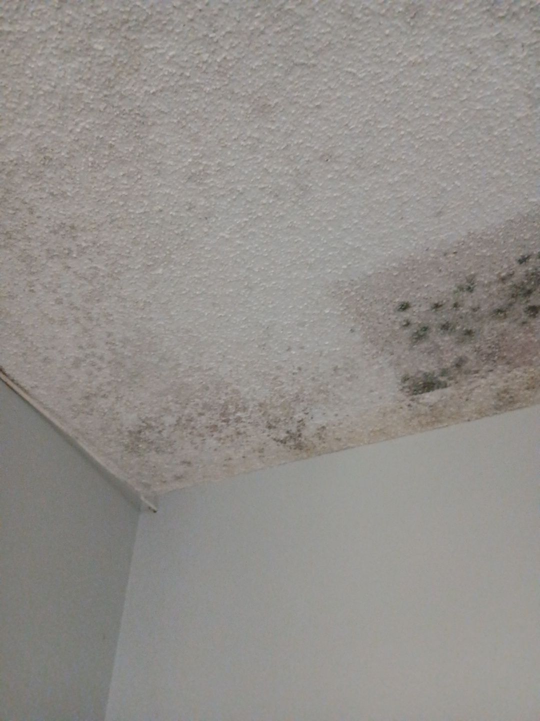Mold Remediation and Moisture Detection Services in West Palm Beach by SuperClean