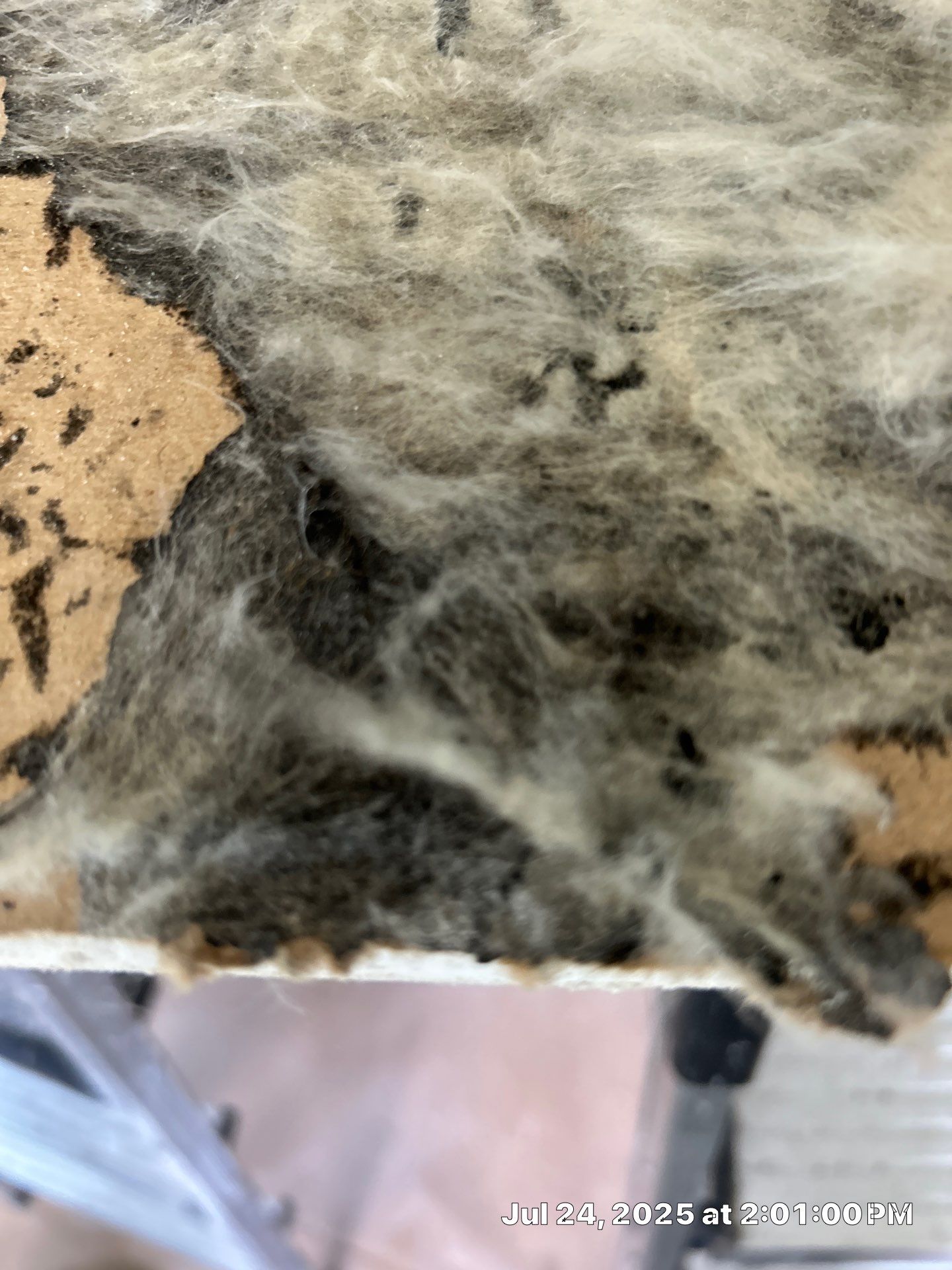 Mold Inspection & Mold Removal In St. Petersburg, FL by Ampm Restoration Services